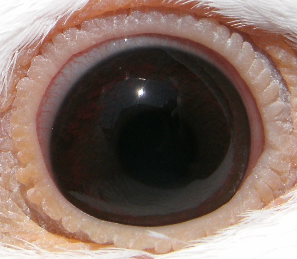 Preview Image 2