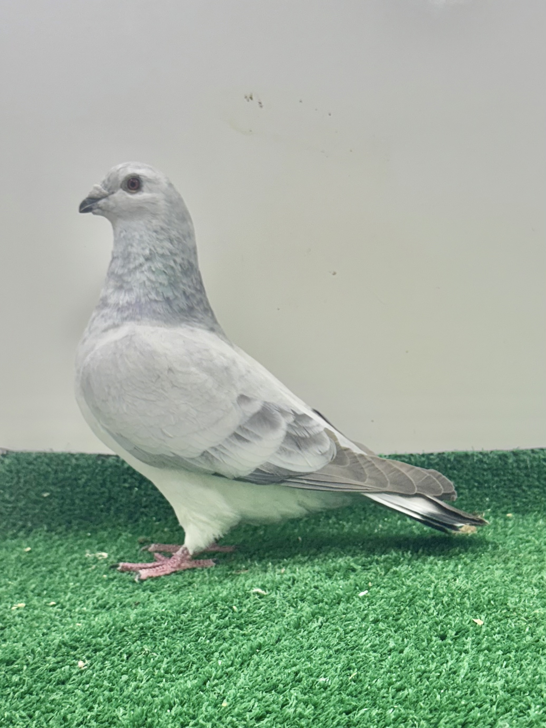 Powerful Grizzle hen 