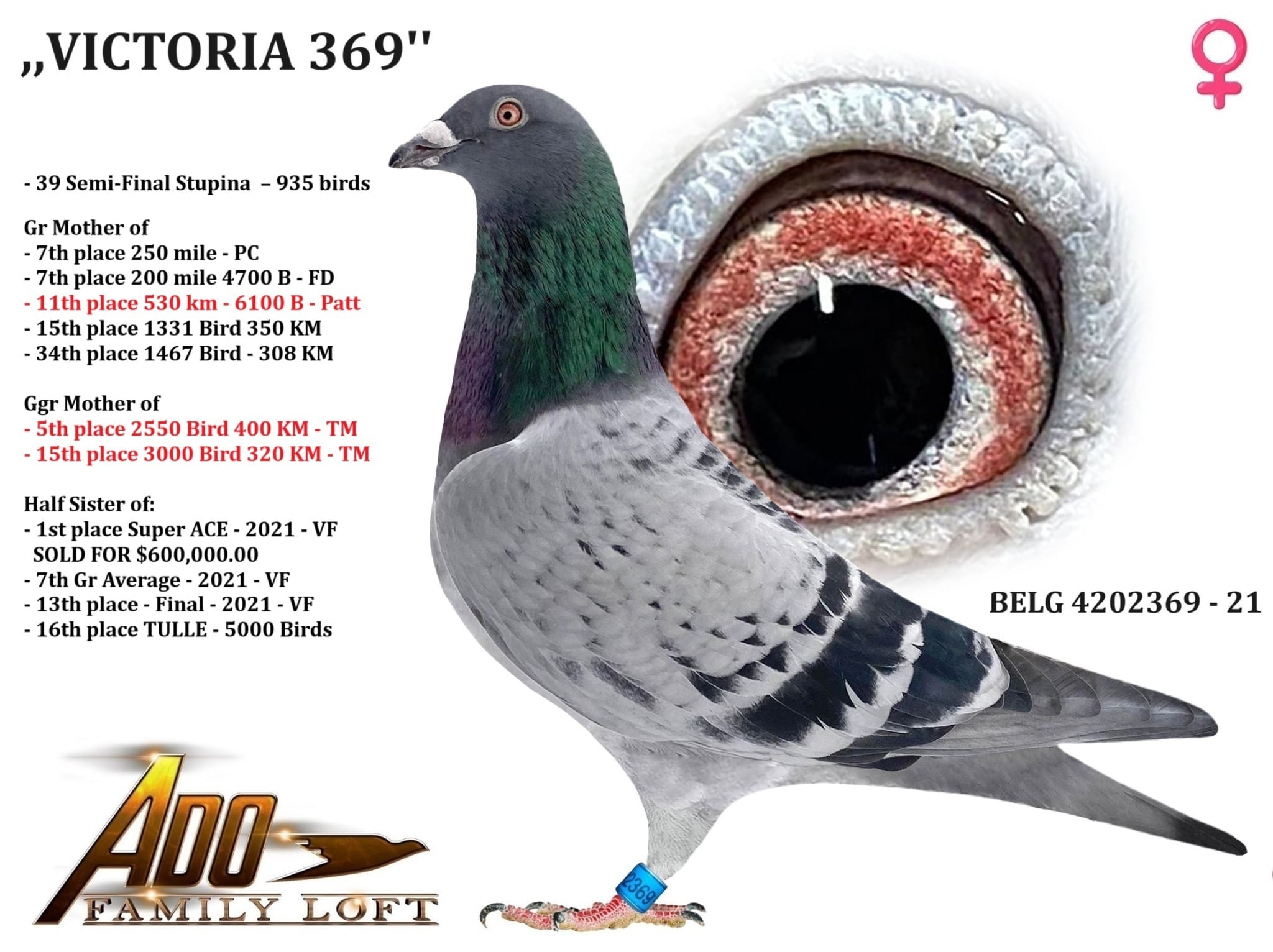 BELG - 4202369 - 21