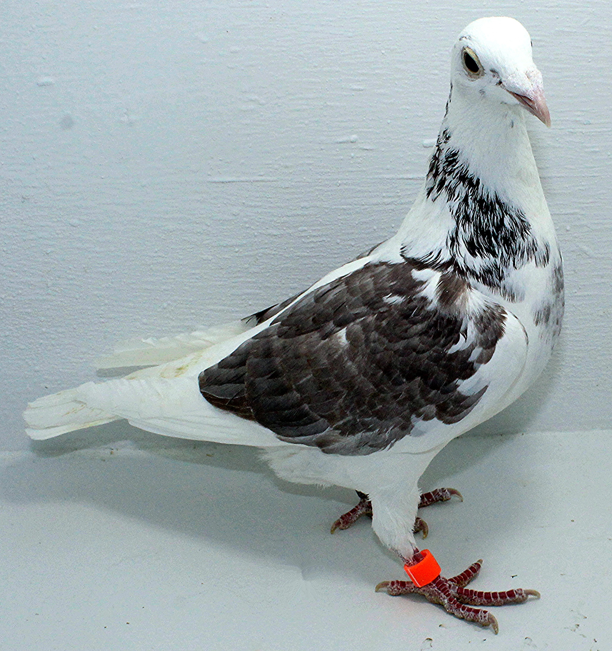 2592 NPA 2025 Pure Paul Sion