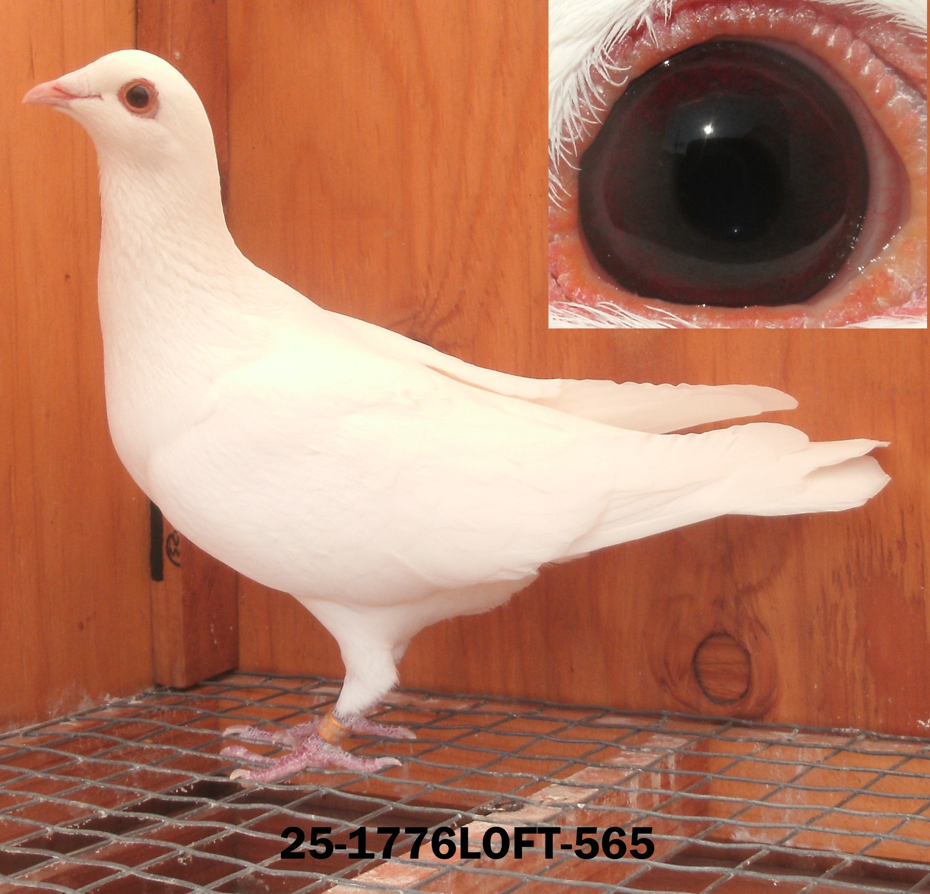 2 CBS Delbars - Cock and Hen