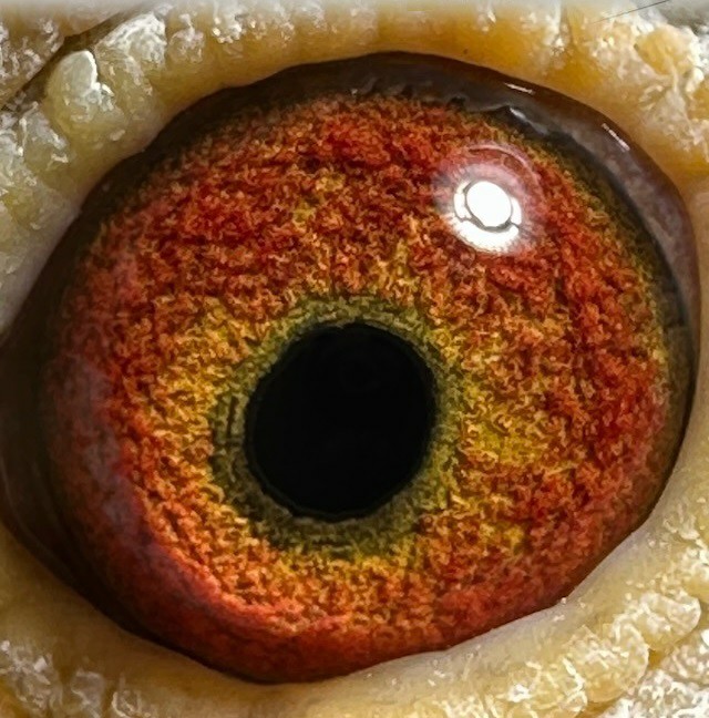 Preview Image 4
