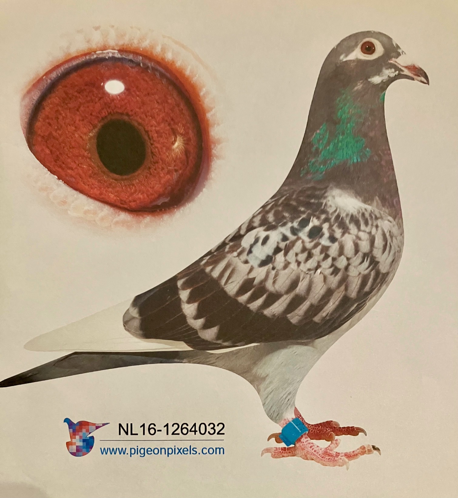 SUPER ONE LOFT BREEDER