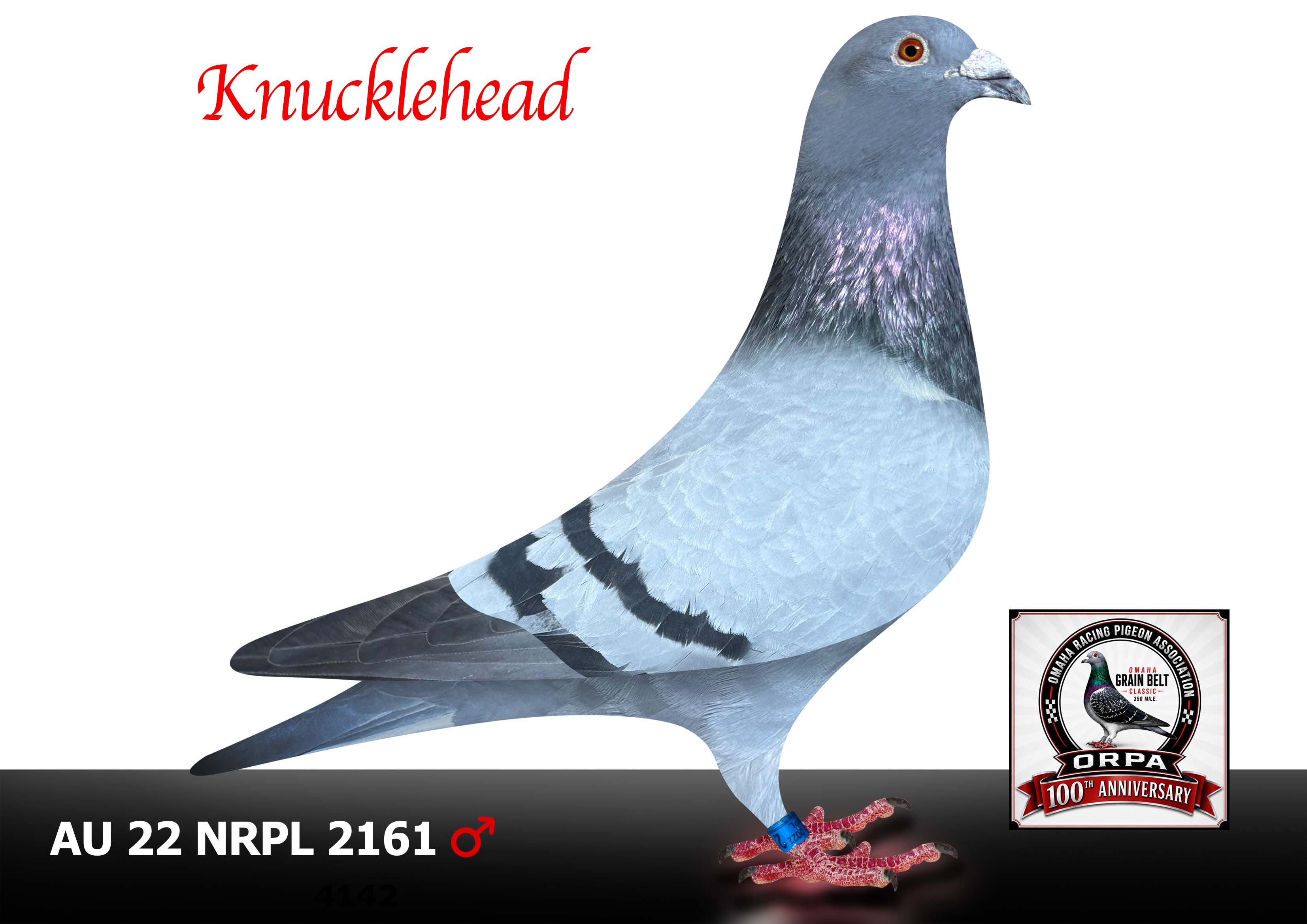 AU 22 NRPL 2161 Cock