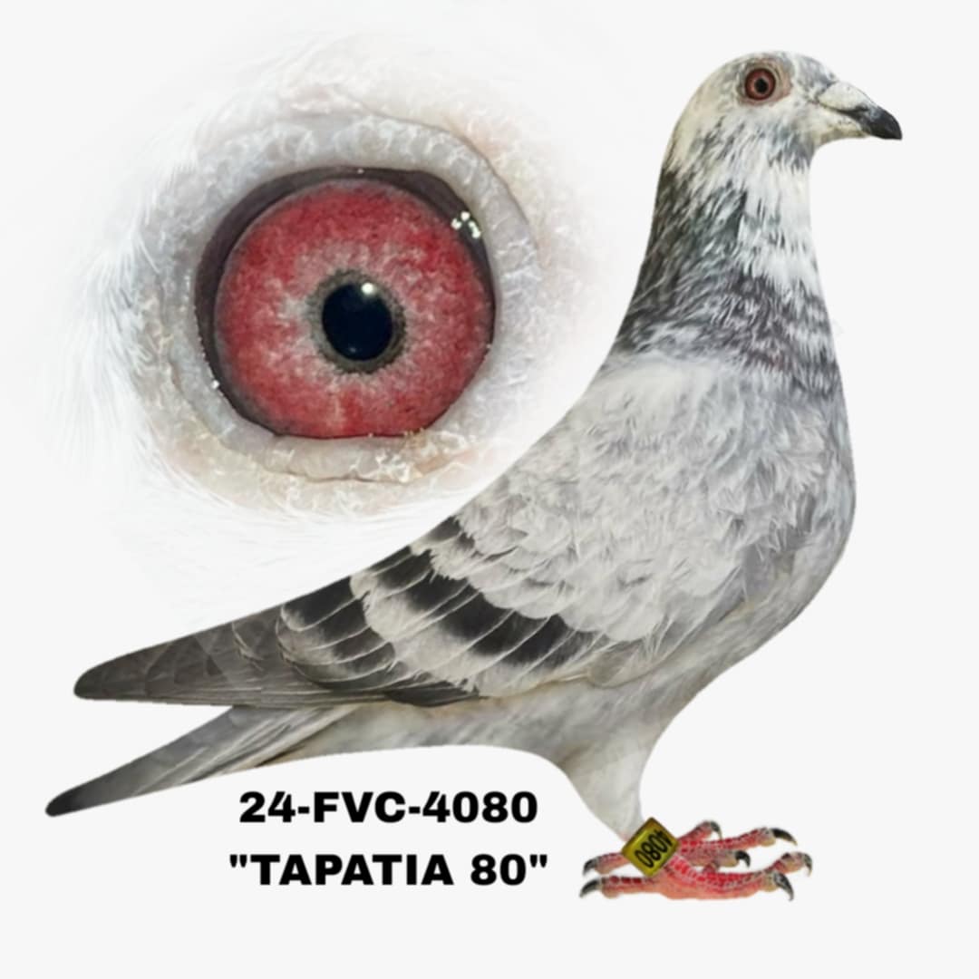 24-FVC-4080 Grizzle Hen.