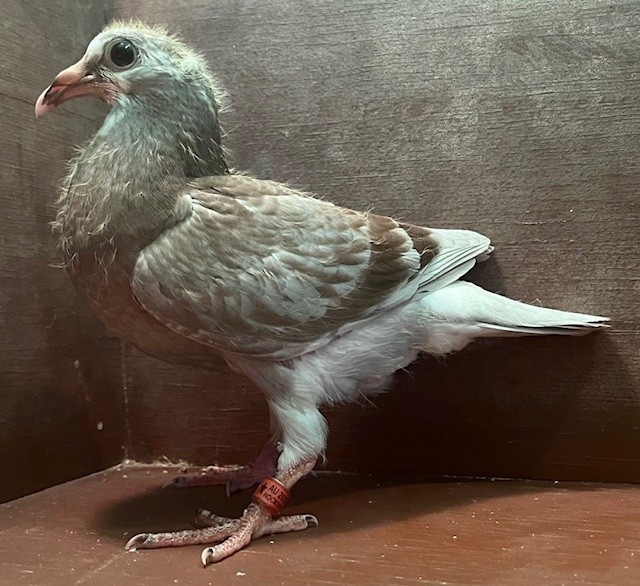 STUNNING SQUEAKER IMPORT LINES