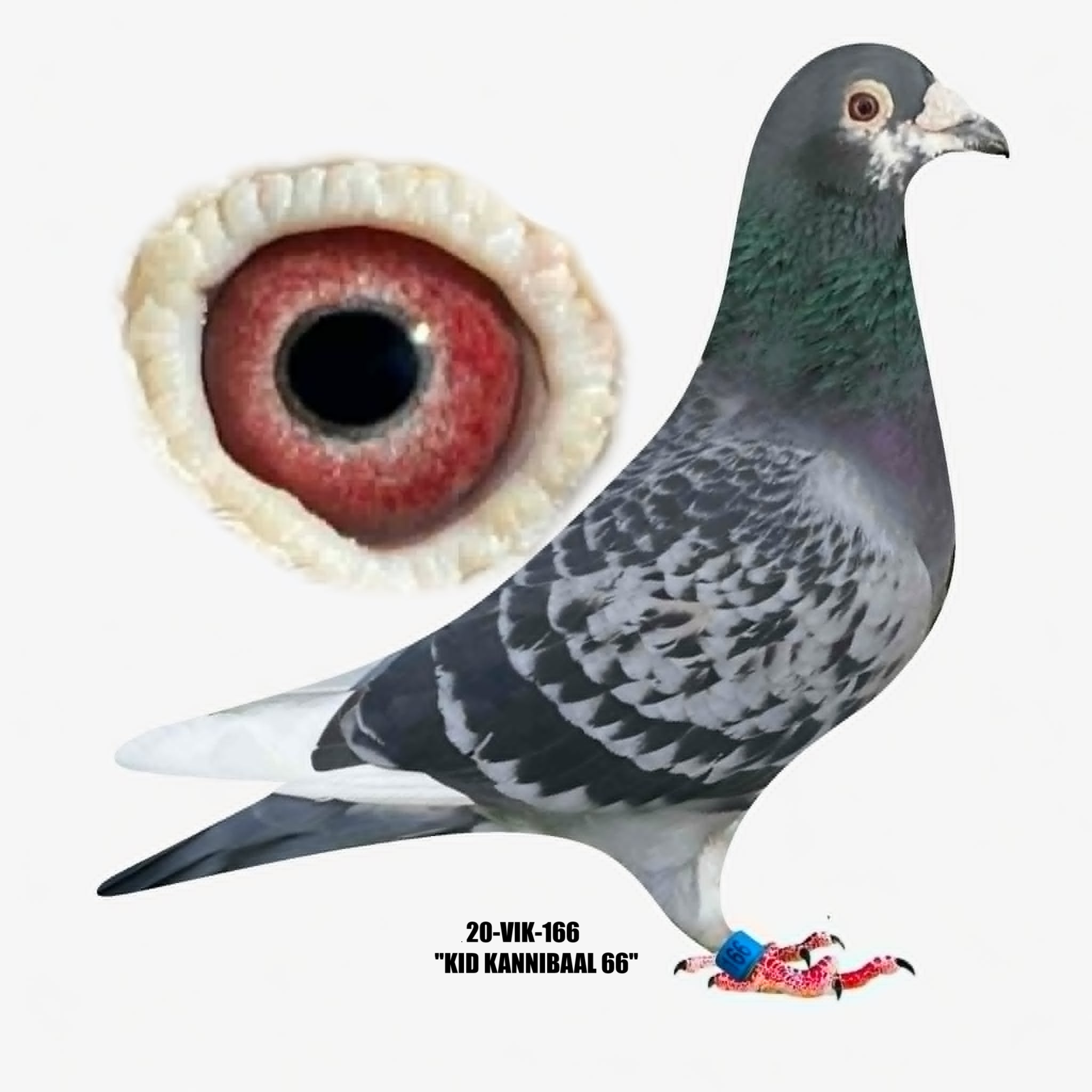 20-VIK-166 Pied Cock.