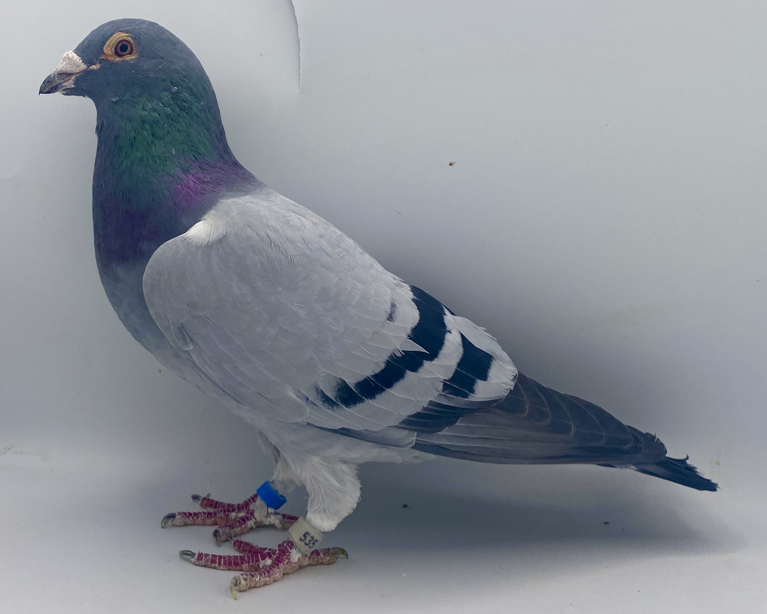 IF 2021 AFL 535 BBAR COCK