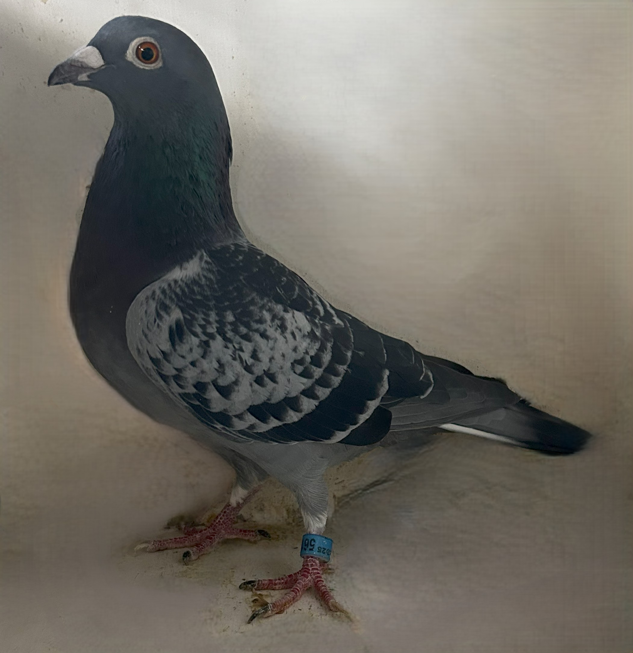 2025 Neil 56138 Inbreed Best Kittel Dehondemonseau BC Cock