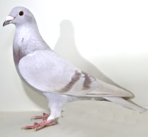 AU 21 SKY 824 SILVER HEN