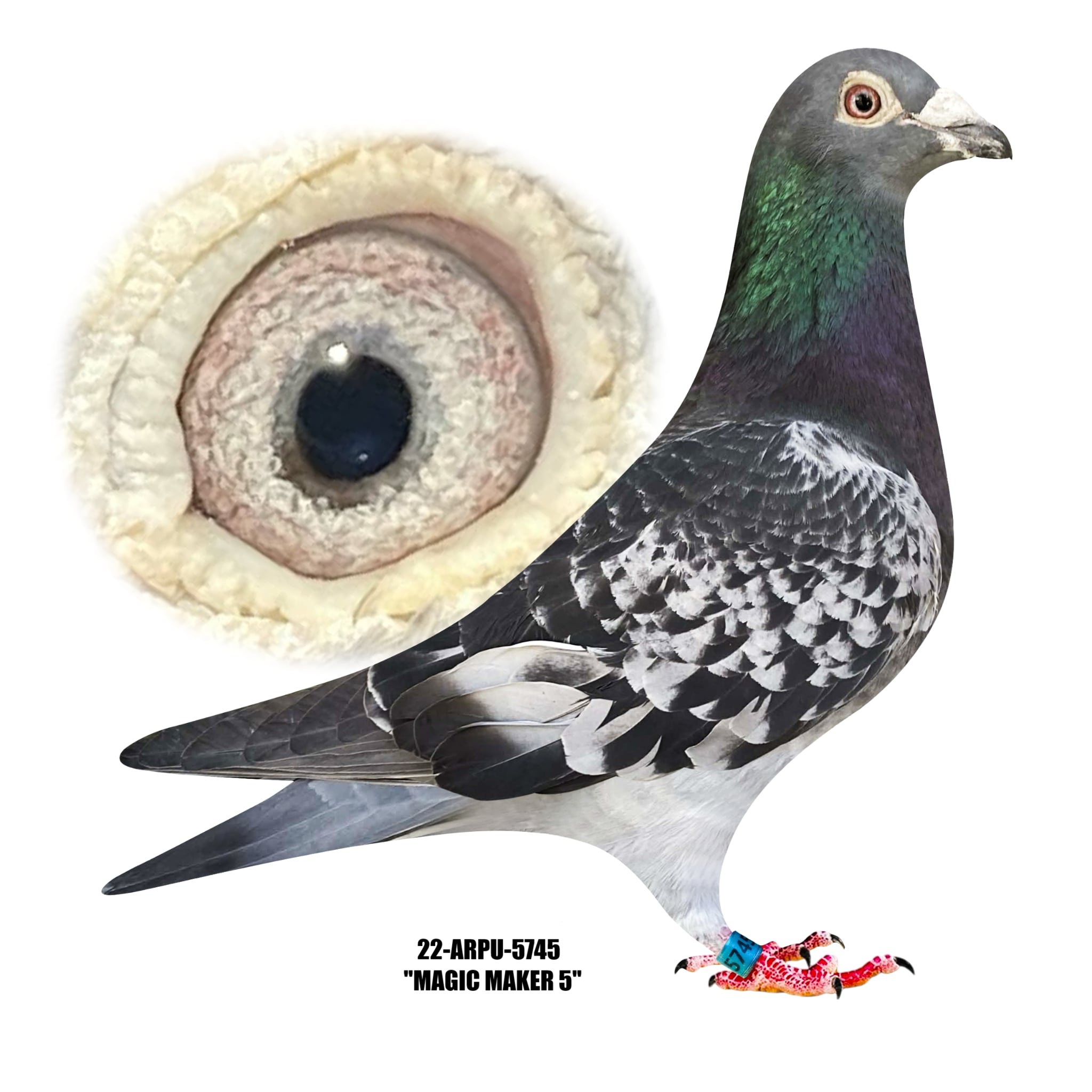 22-ARPU-5745 Blue Check Cock.