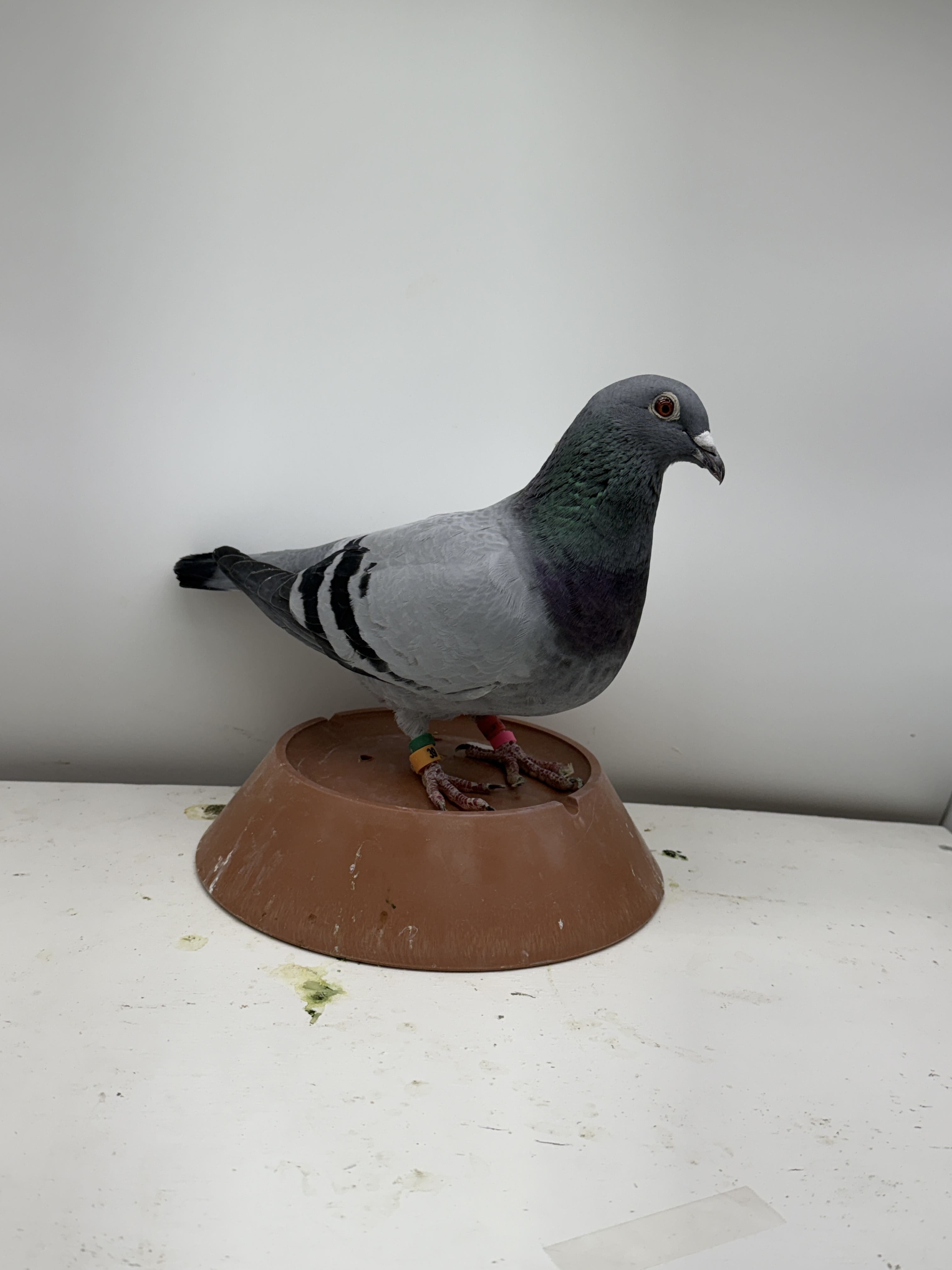 AU 2016 AFL 339 BB Hen ADO FAMILY LOFT