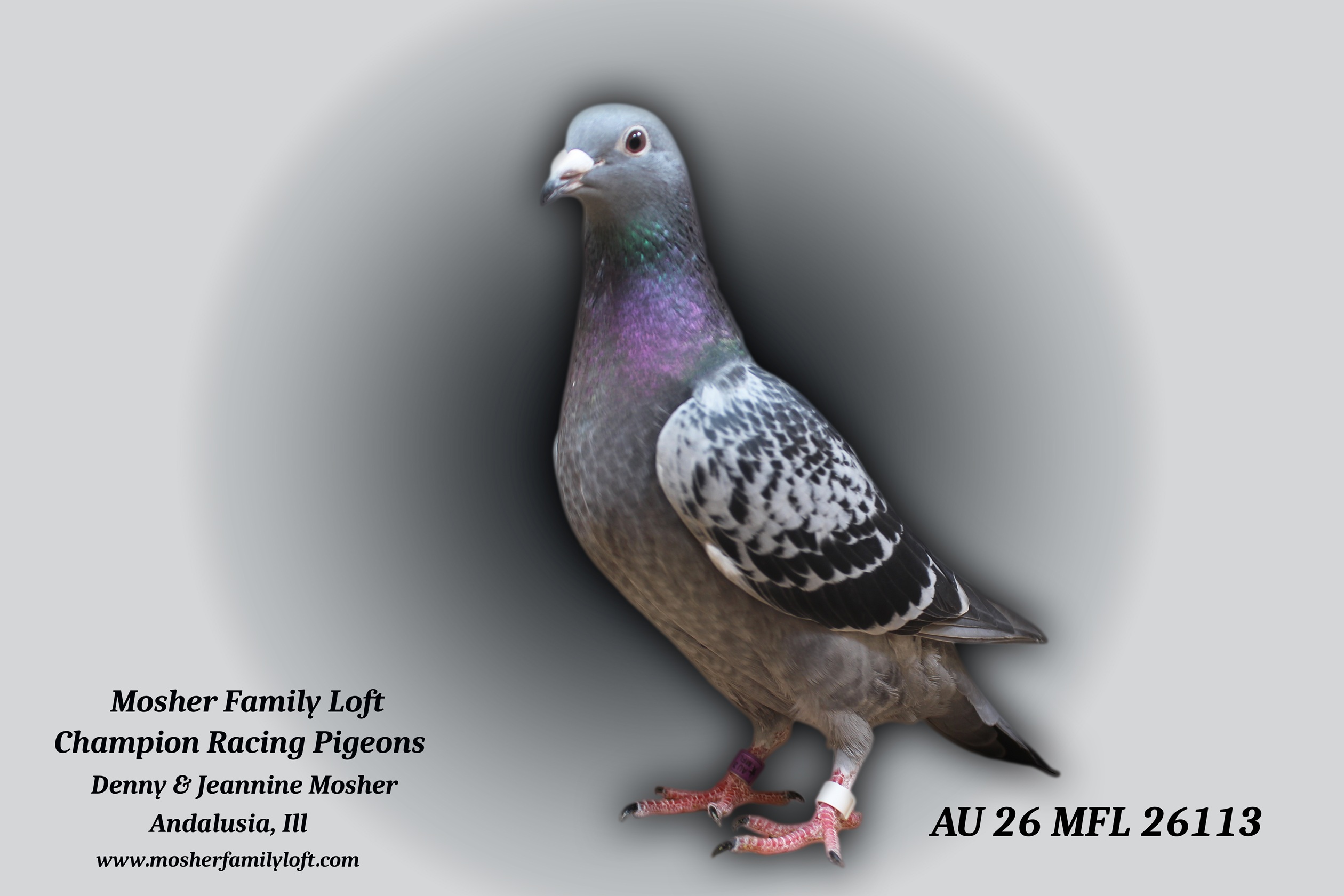 AU 26 MFL 26113 Hen