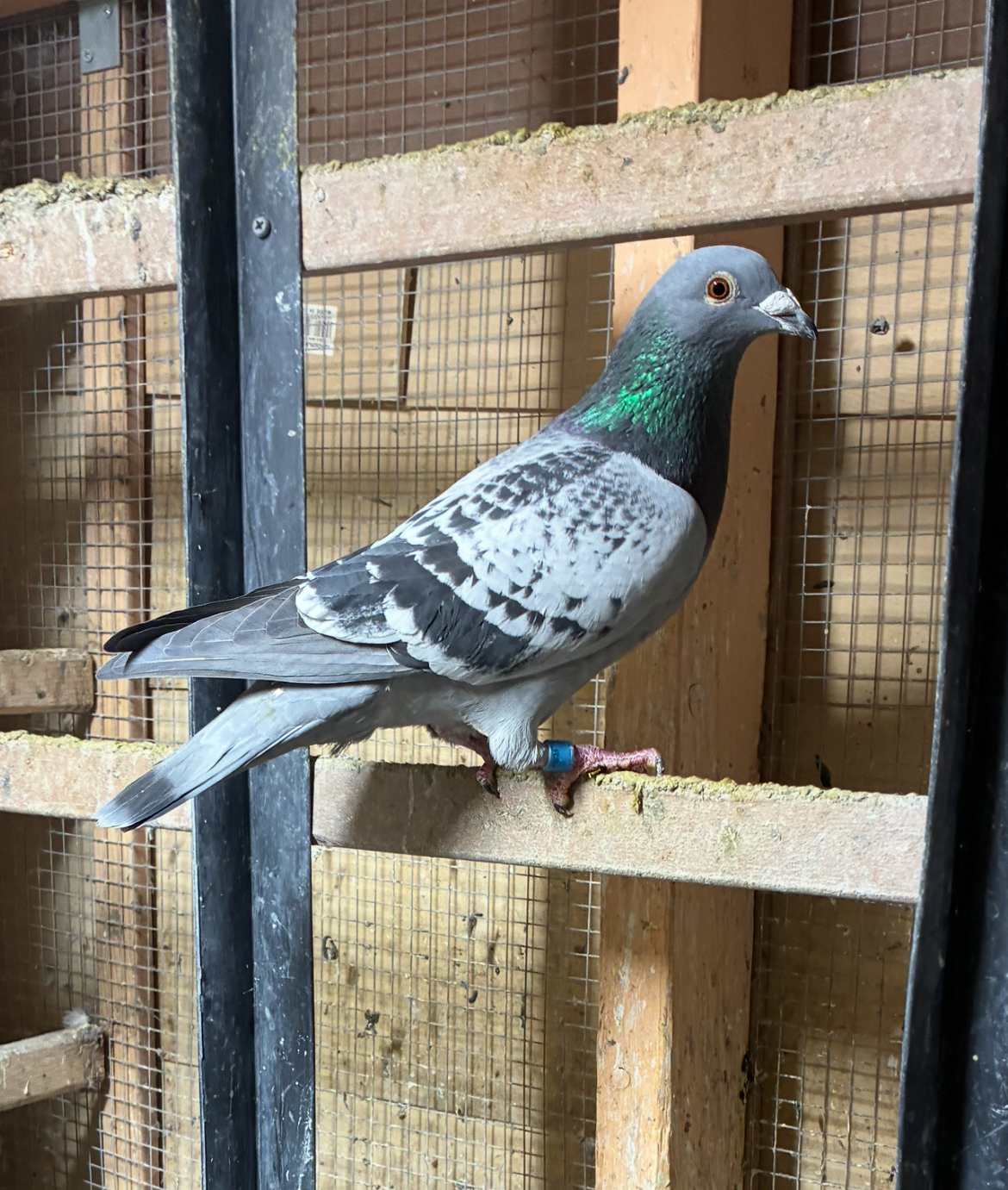 2025 cock inbred van loon and Jansen 