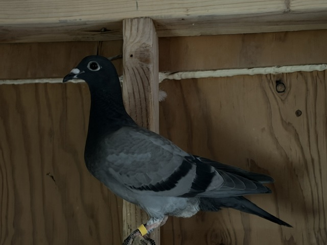 Preview Image 2