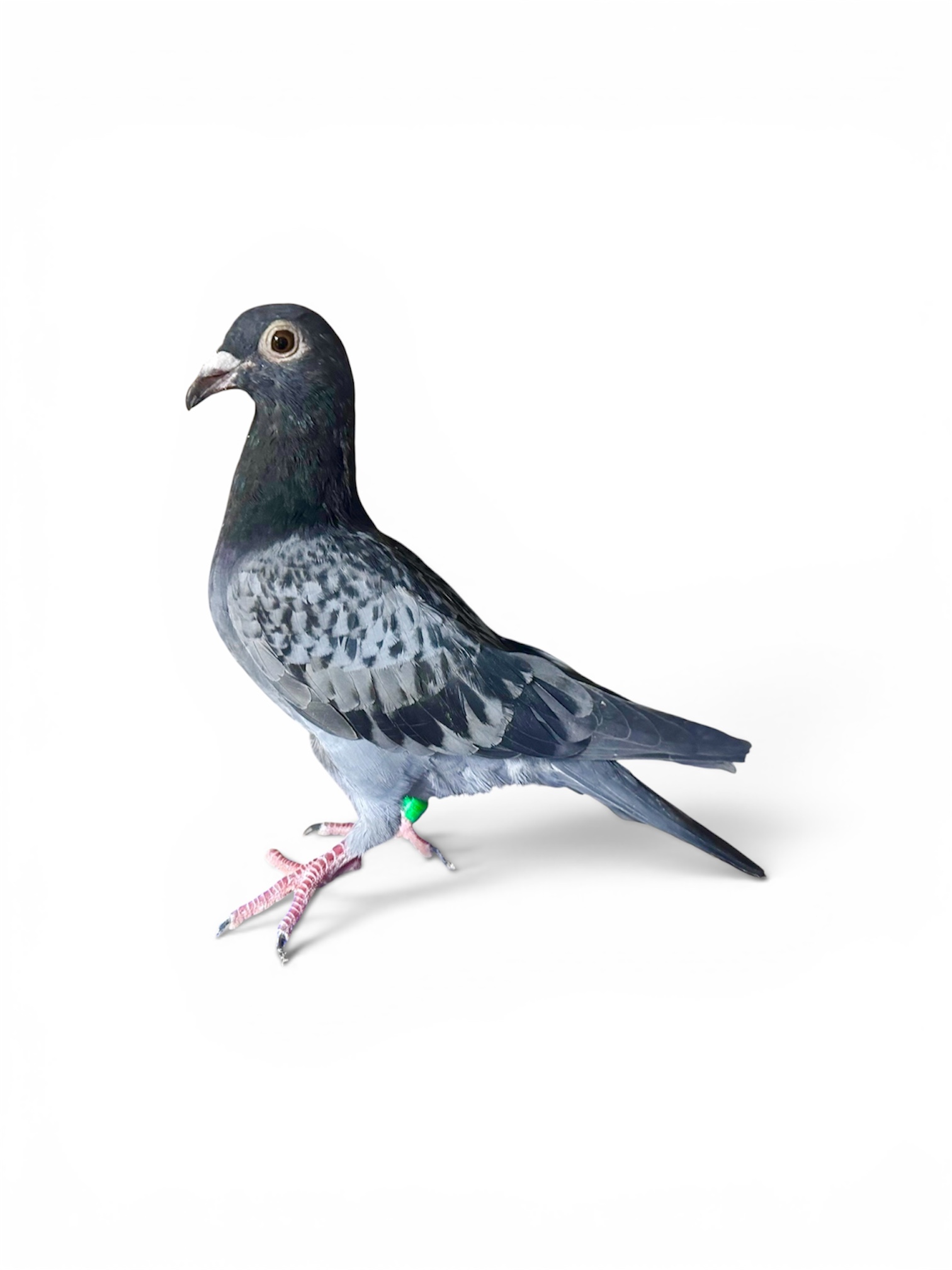 Inbred Harry/Birdy/DocHolliday