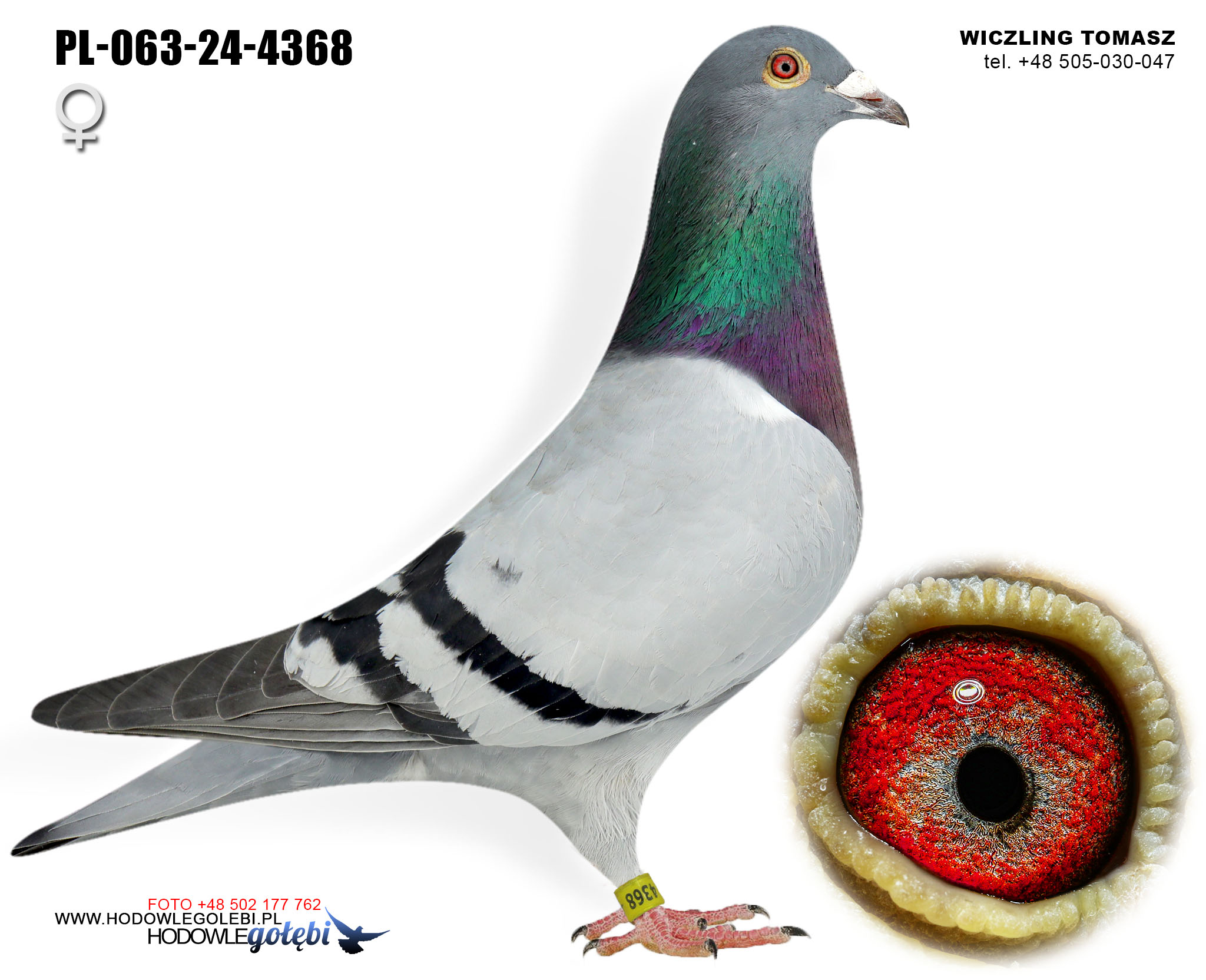 PL-063-24-4368 H
