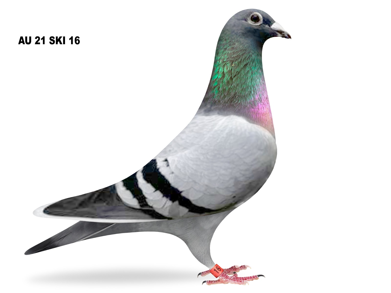 9th place final 380 miles 