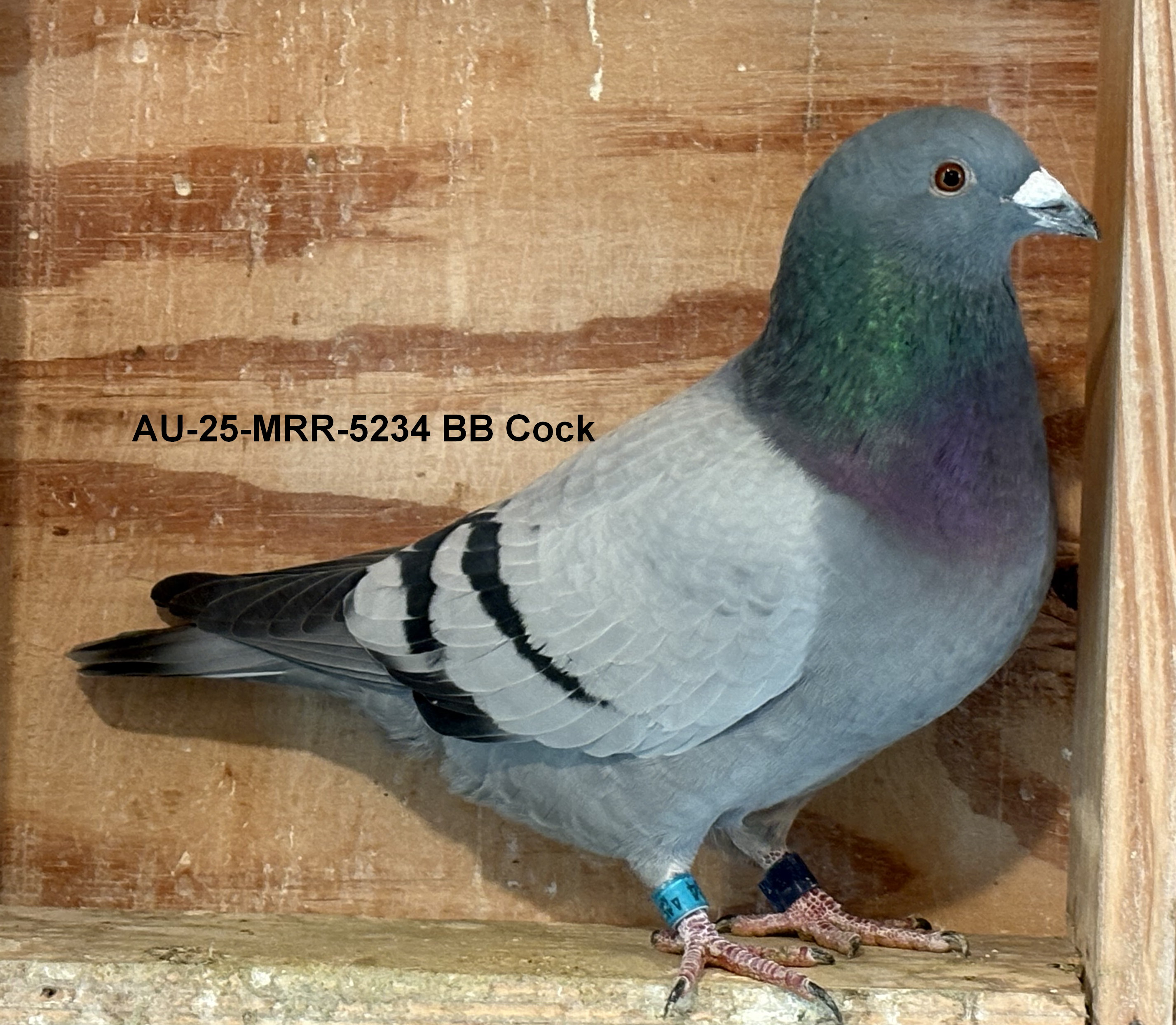 AU-25-MRR-5234 BB Cock