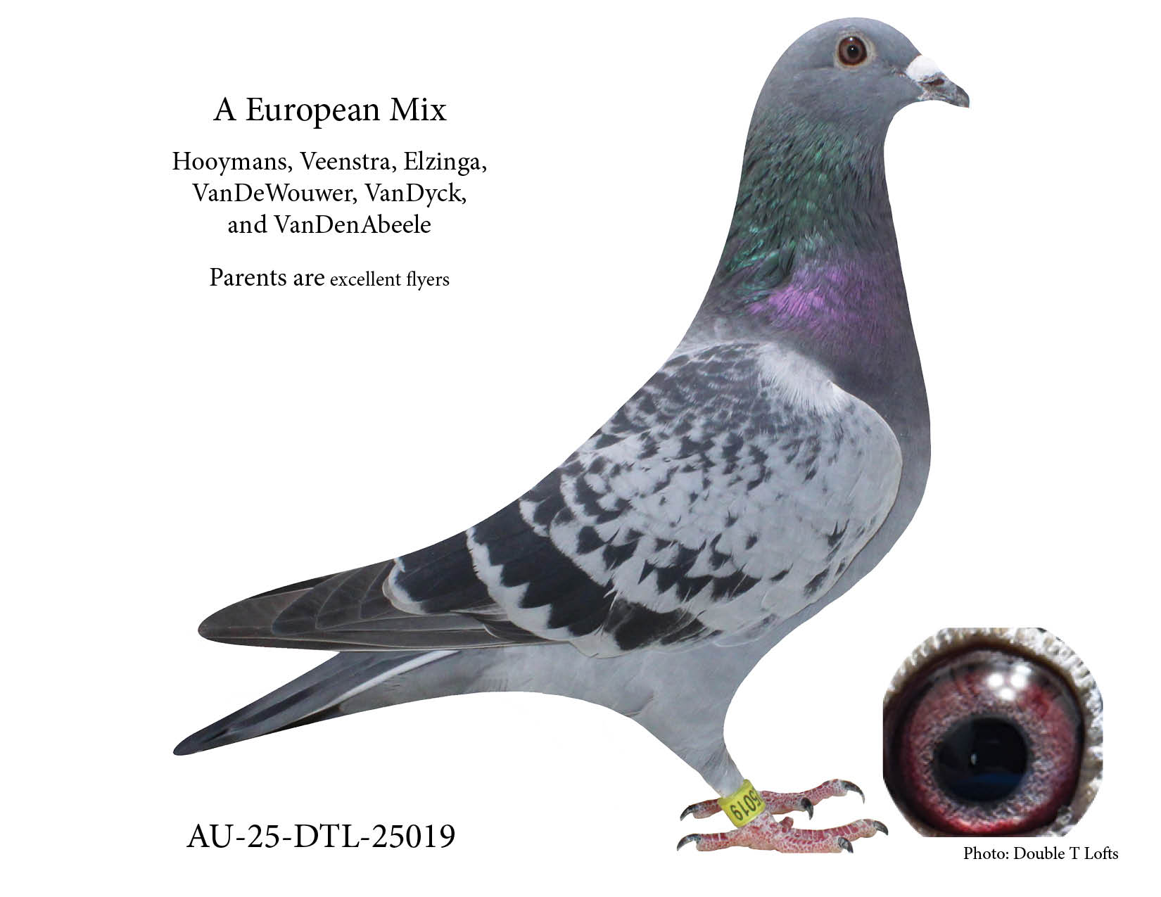 Parents Excellent Flyers