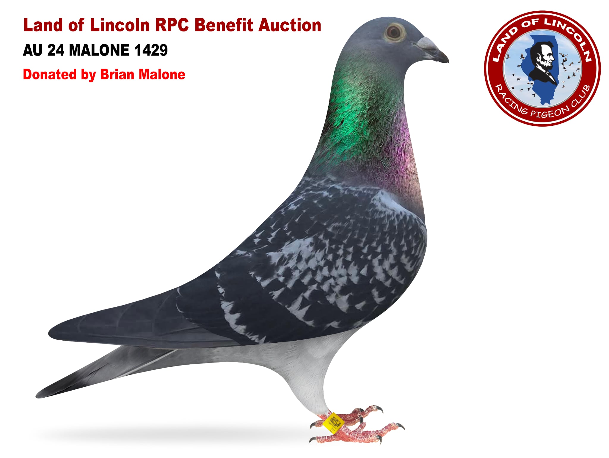 iPigeon.com - Racing Pigeon Auction