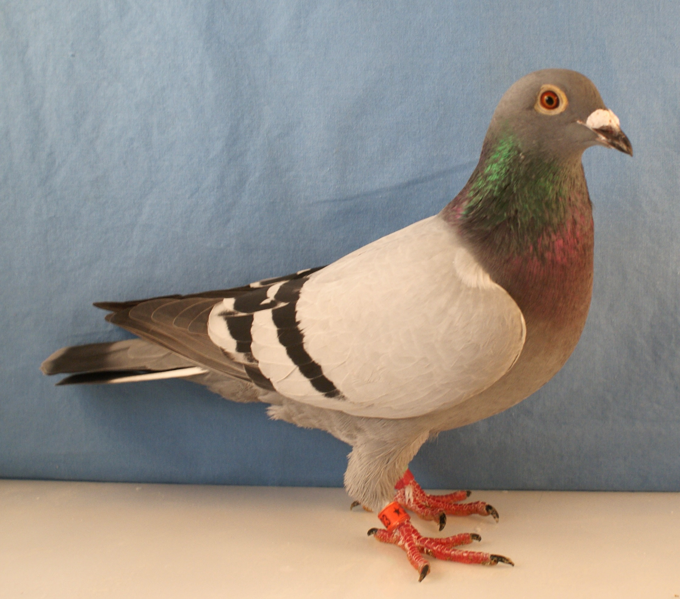 AU 26 MOSC 1023