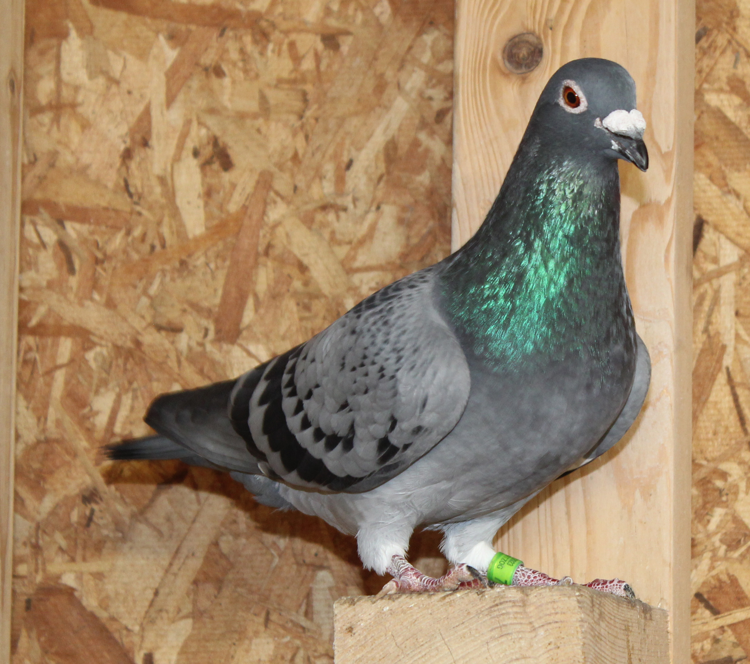 Heavy inbred Kannibaal