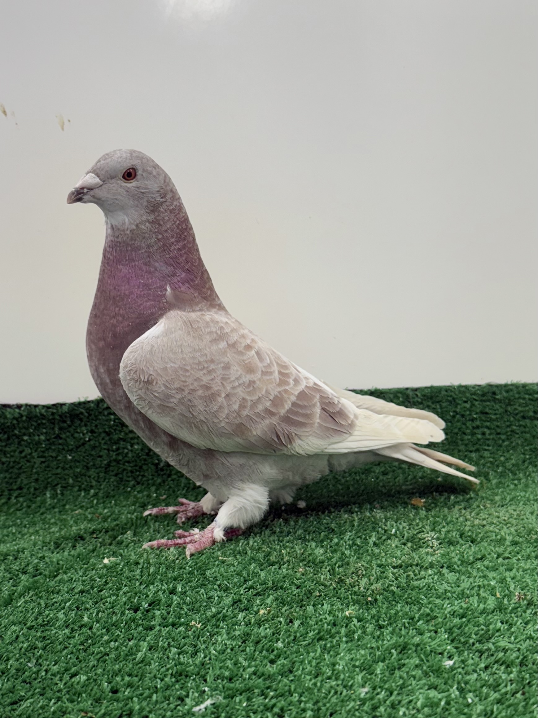 Super red check hen from the Best blood in the world 