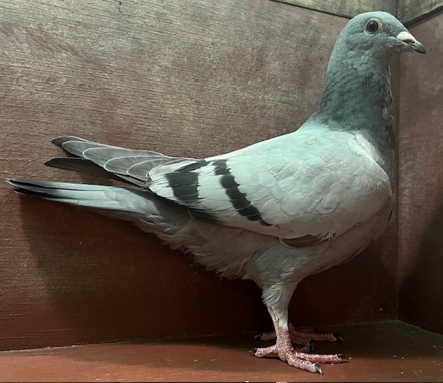 LATE HATCH YOUNG HEN OFF IMPORTS