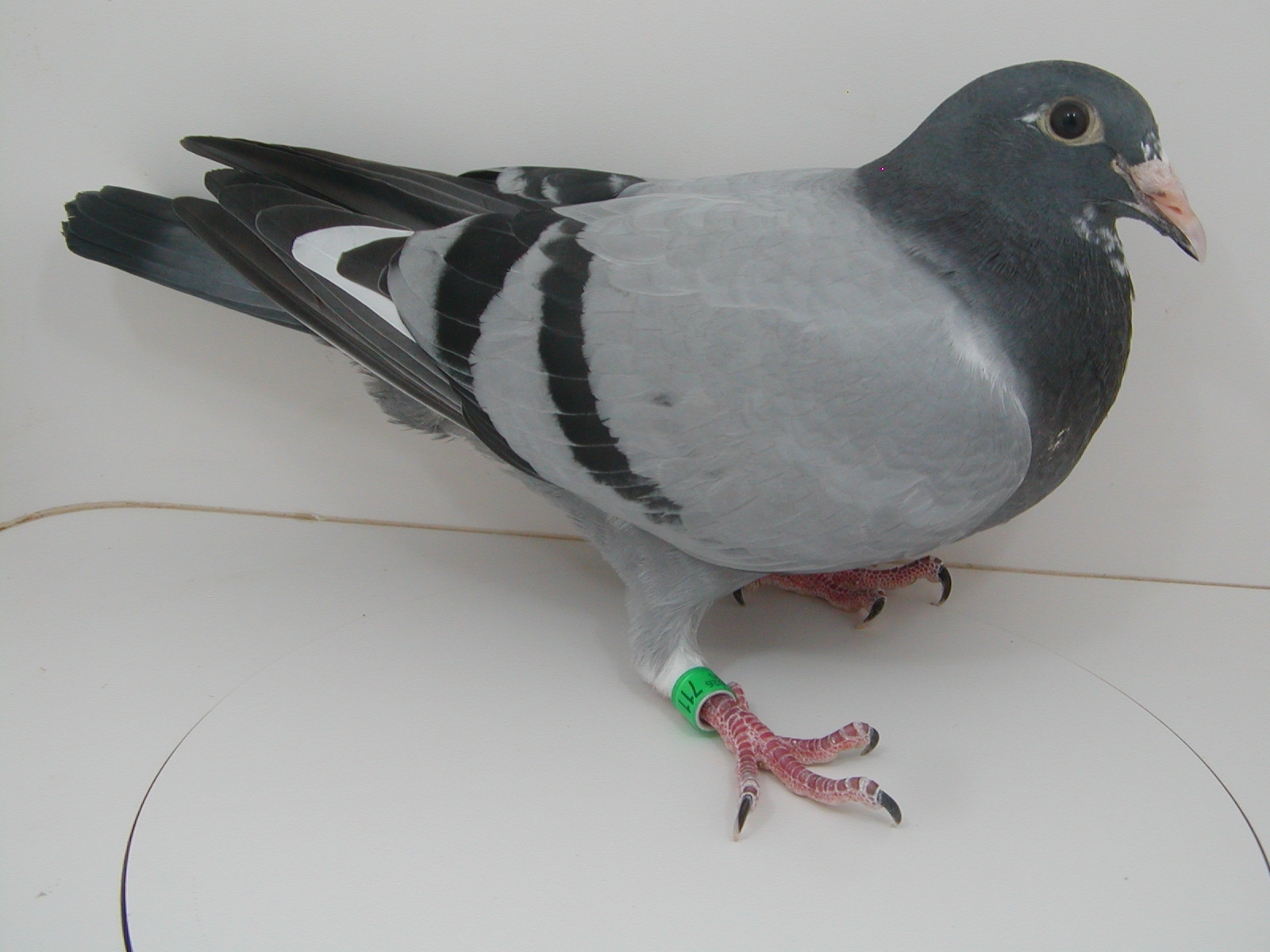 AU 26 JEDDS 711 GR-DAU OF "MISTER 900"