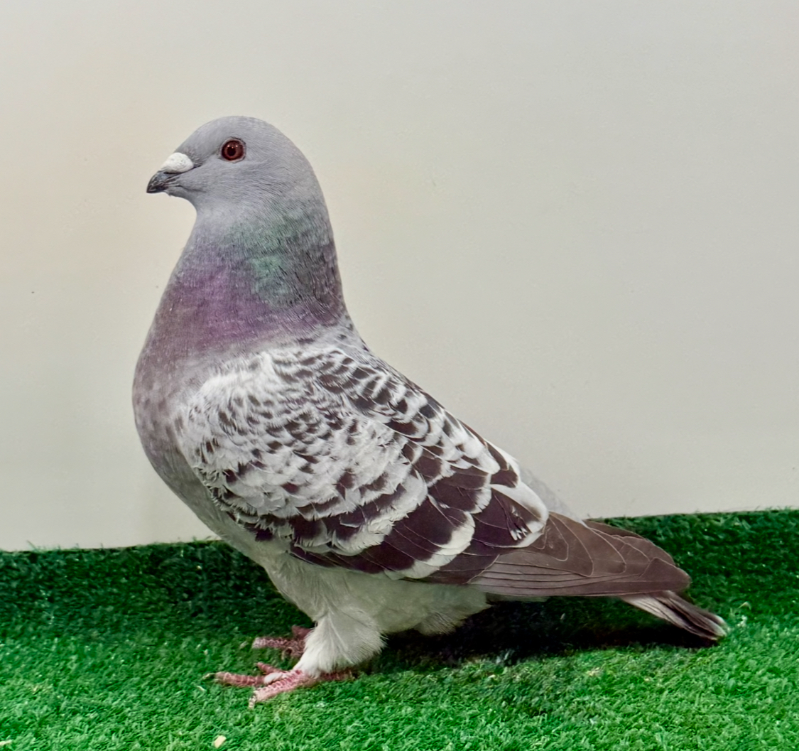 Nice little yearling 