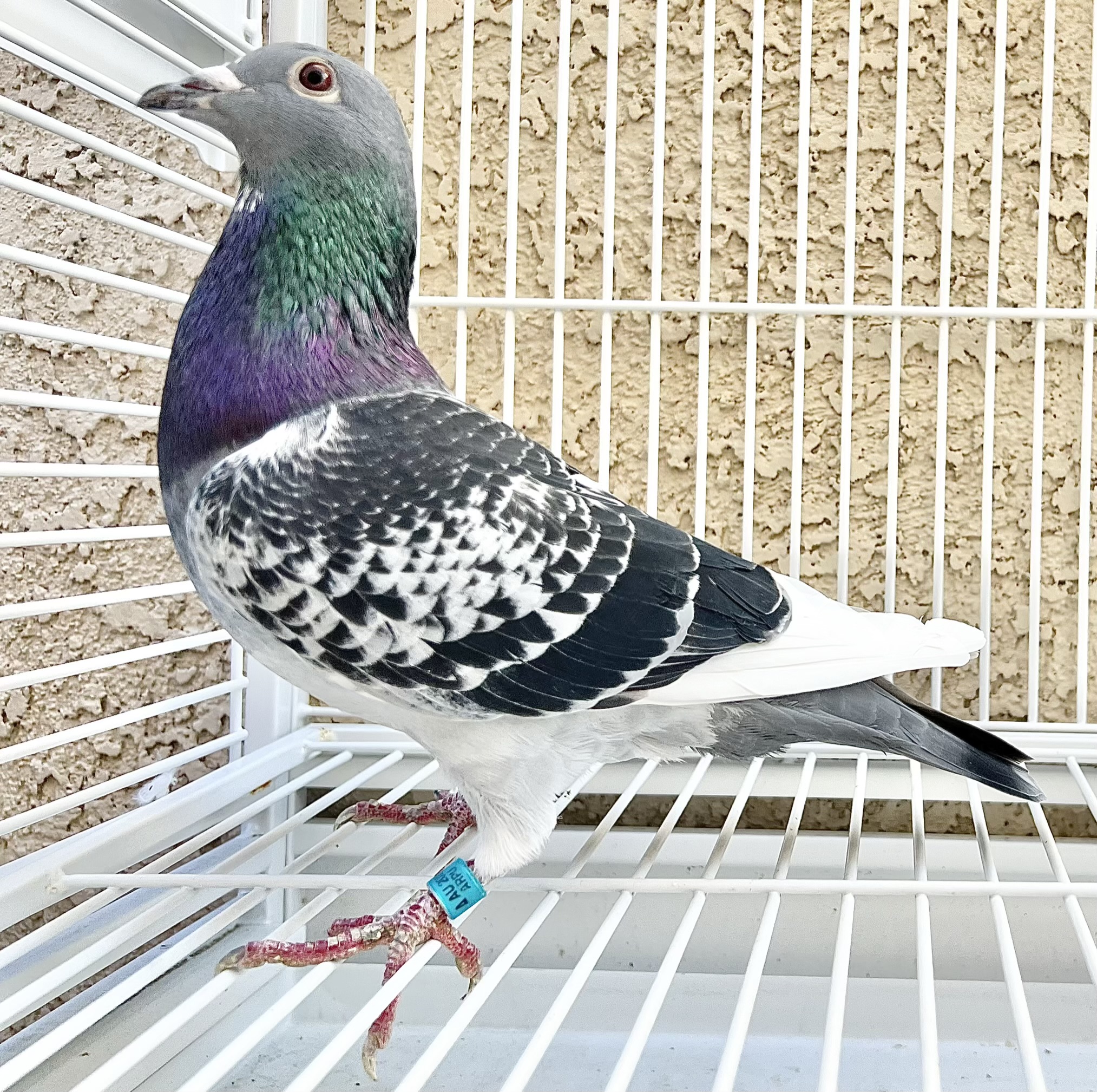 3x inbred best kittel