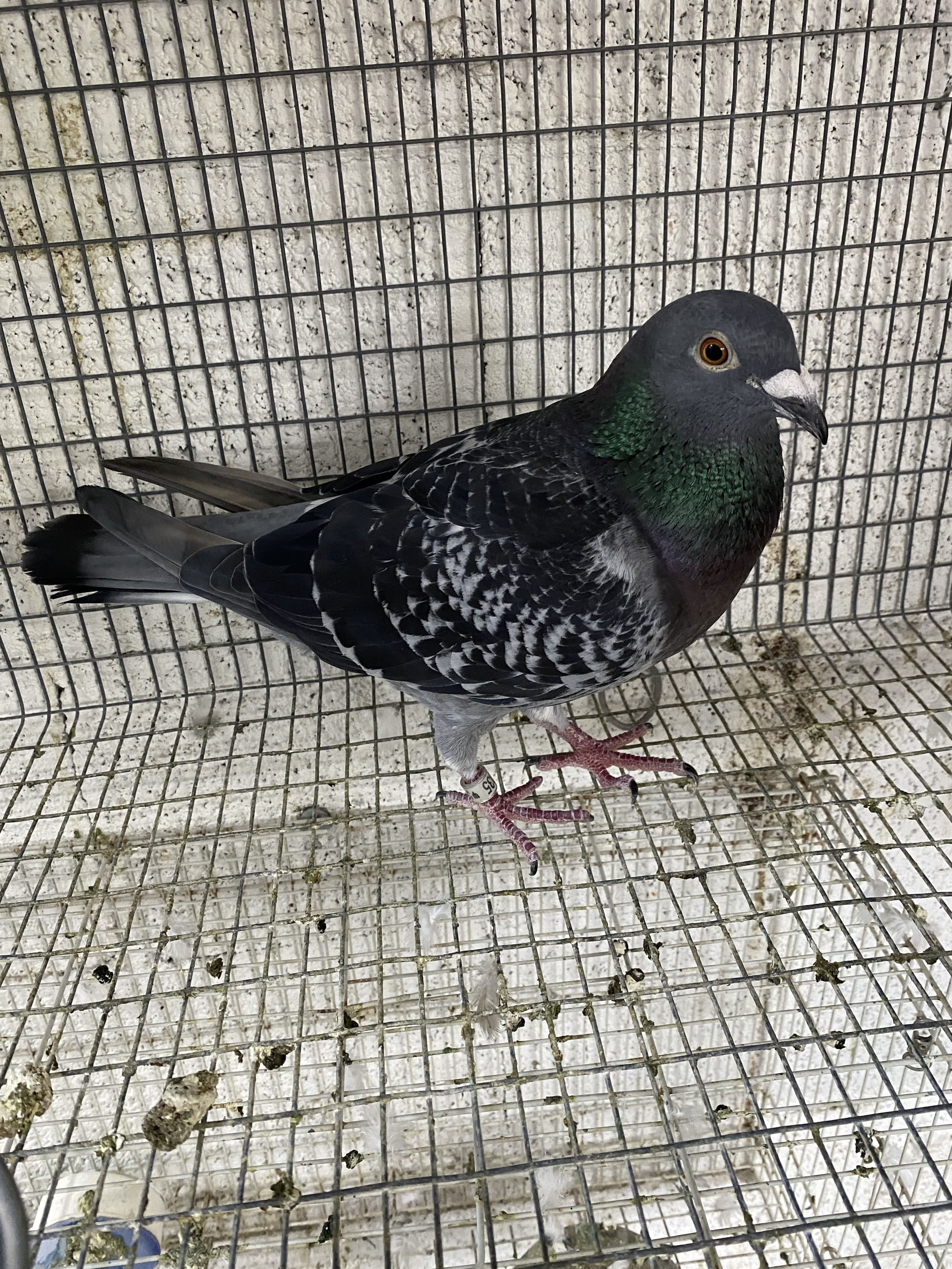 Florida Pigeon Derby 
Final race MONEY WINNER