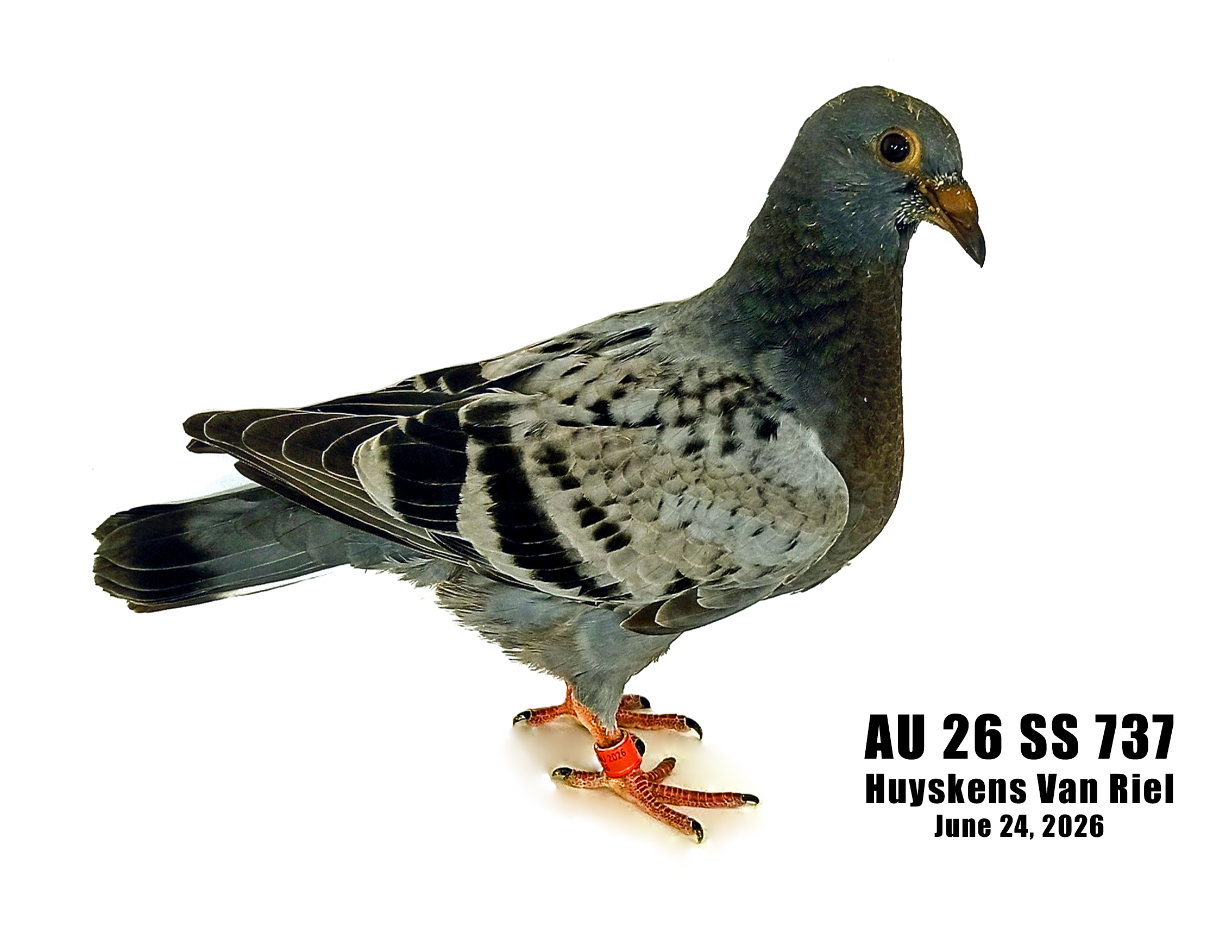 100% HVR pedigreed Huyskens Van Riel young bird