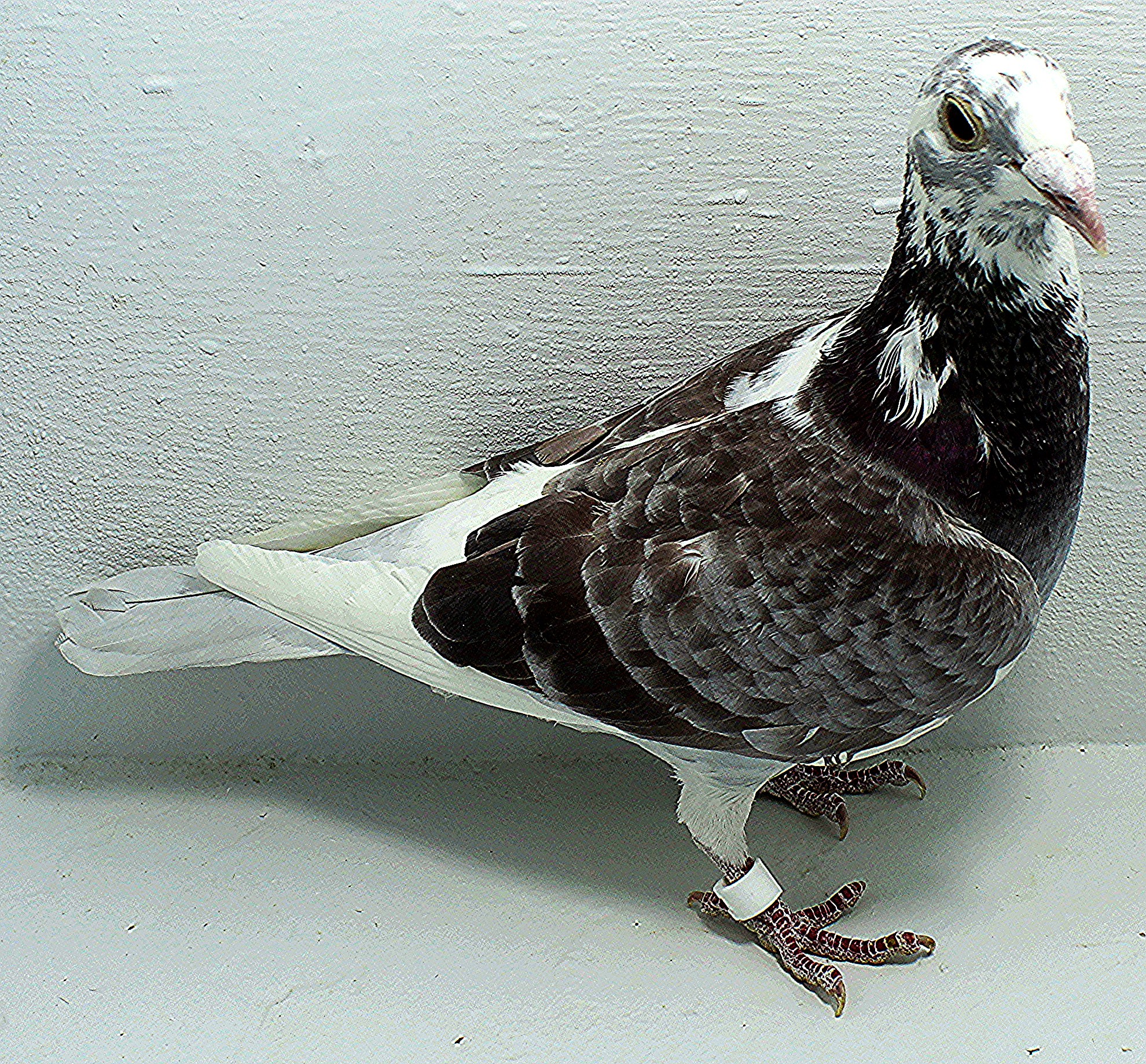 AU 20051 FOYS 2025 Pure Paul Sion