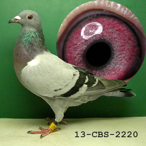 Preview Image 7