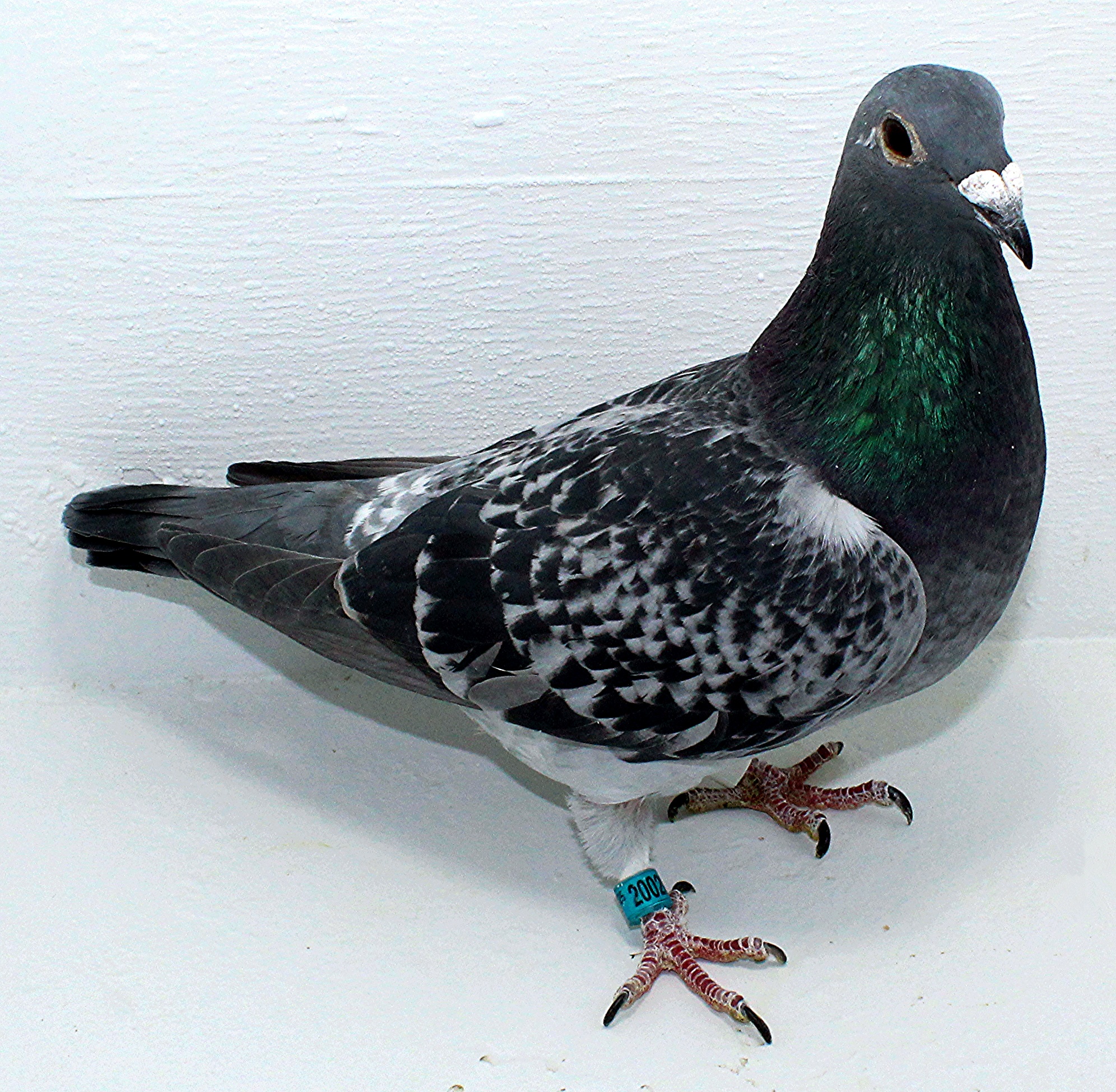 AU 20028 AA 2025 Pure Paul Sion