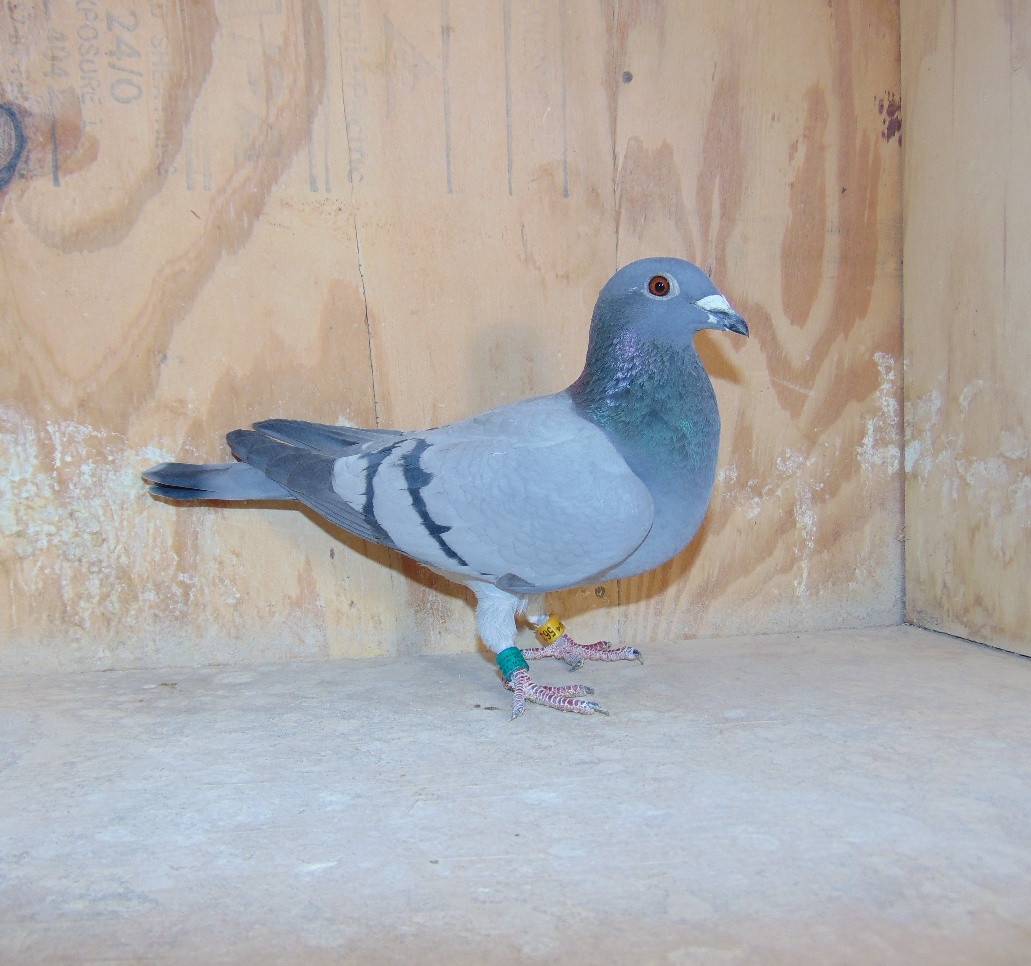 IF 24 ISL 563 Blue Hen . Granddaughter of Raven and Two Seconds out 