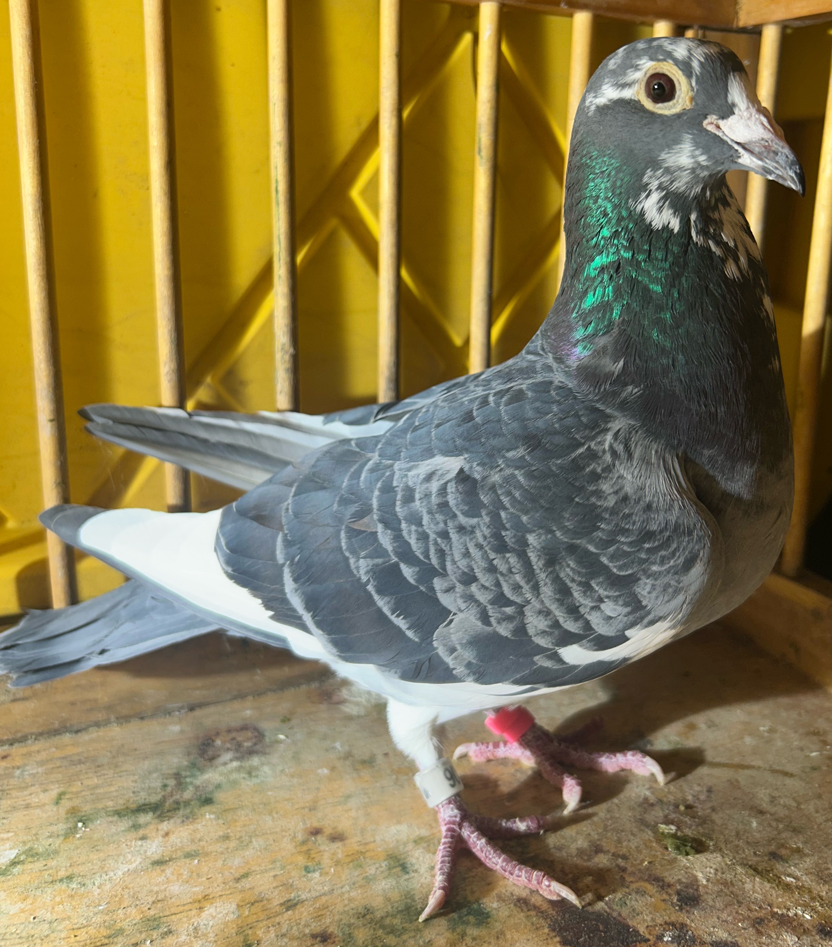 AU 106 GS 2022 (Rozier)