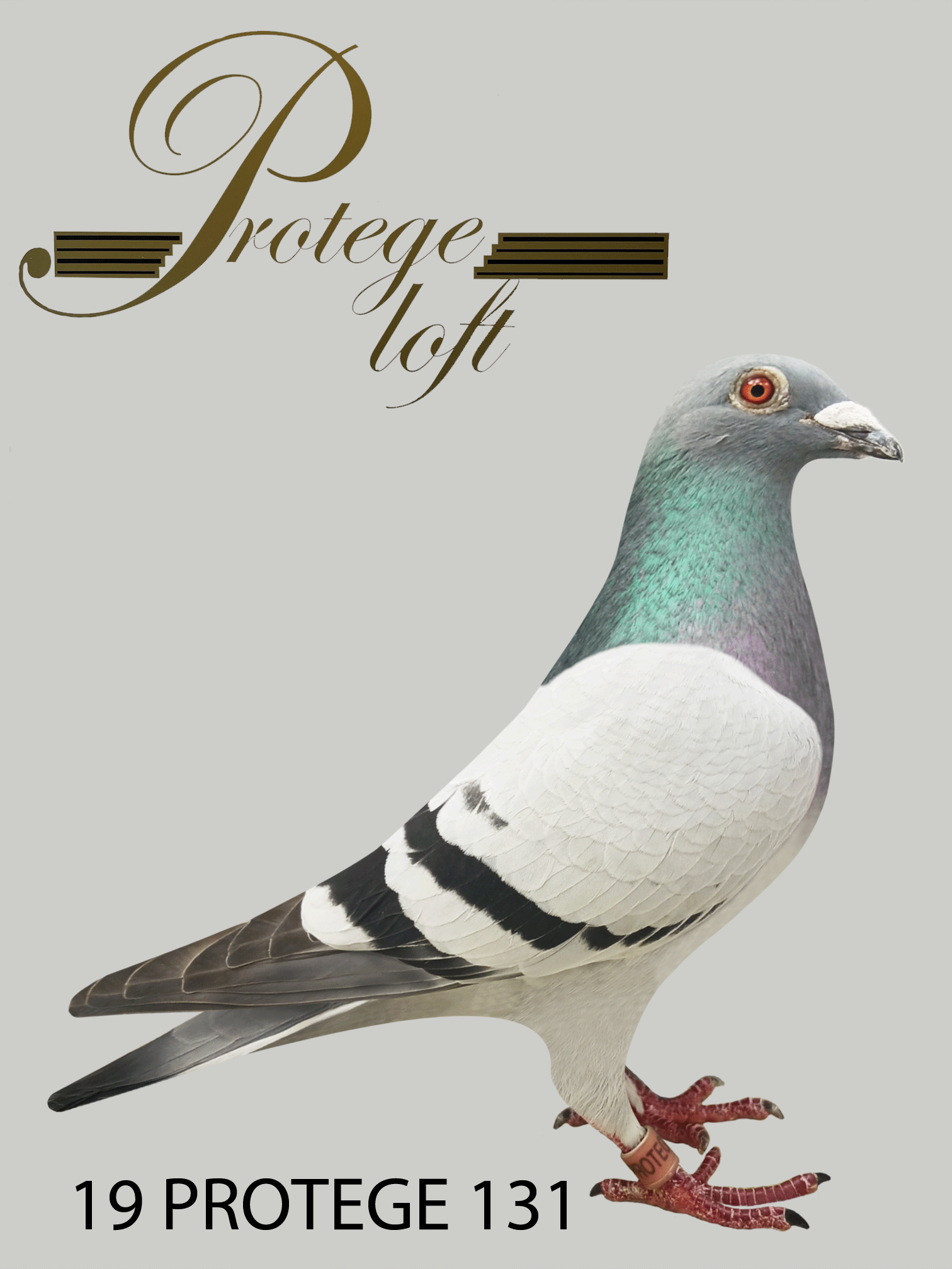 19 PROTEGE 131 - BLUE BAR - HEN