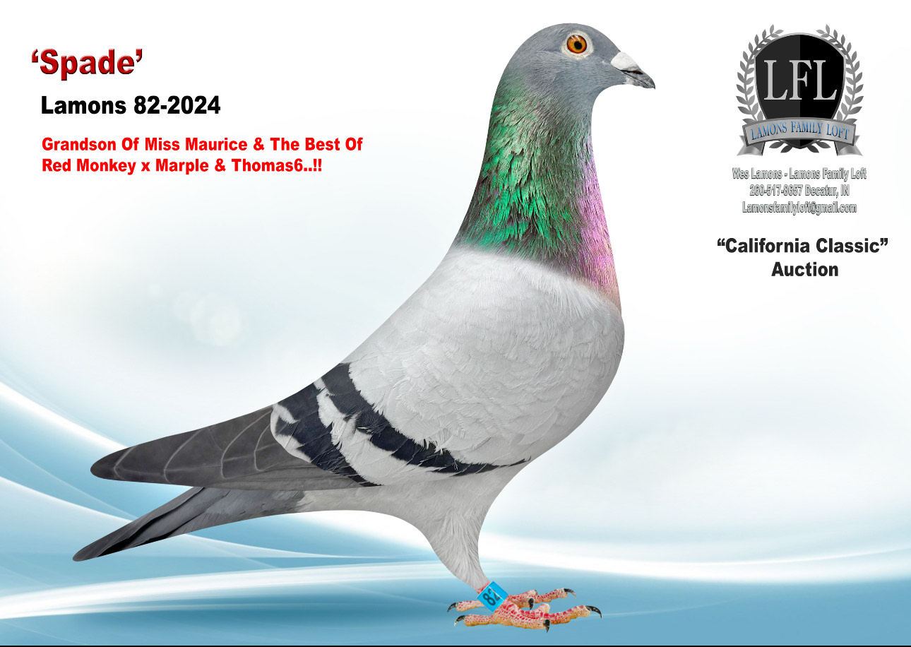 Lot 2. 2024 Lamons 82 Hen