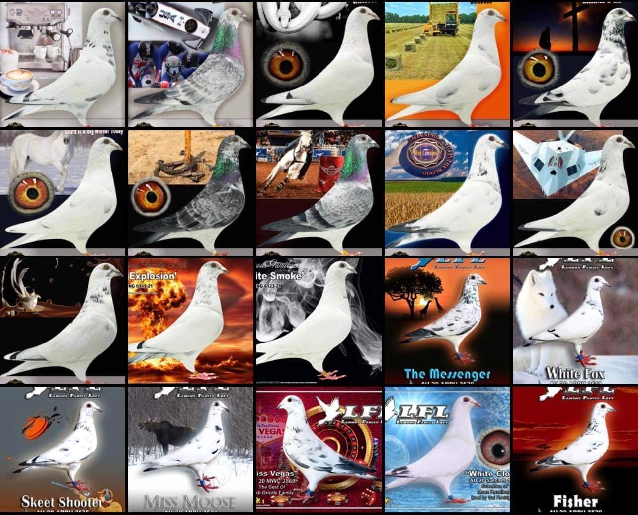 iPigeon.com - Racing Pigeon Auction