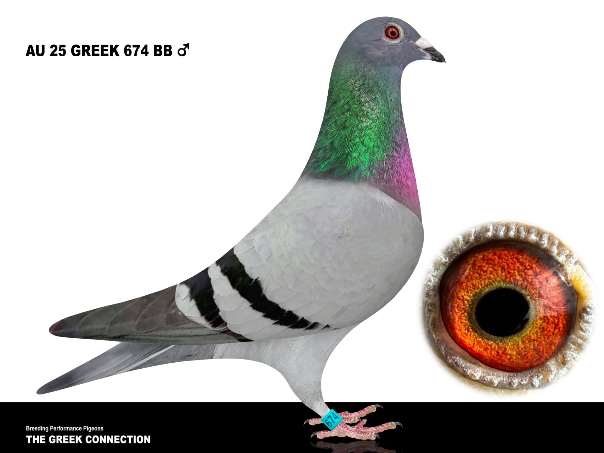 AU 25 GREEK 674 BB Cock 