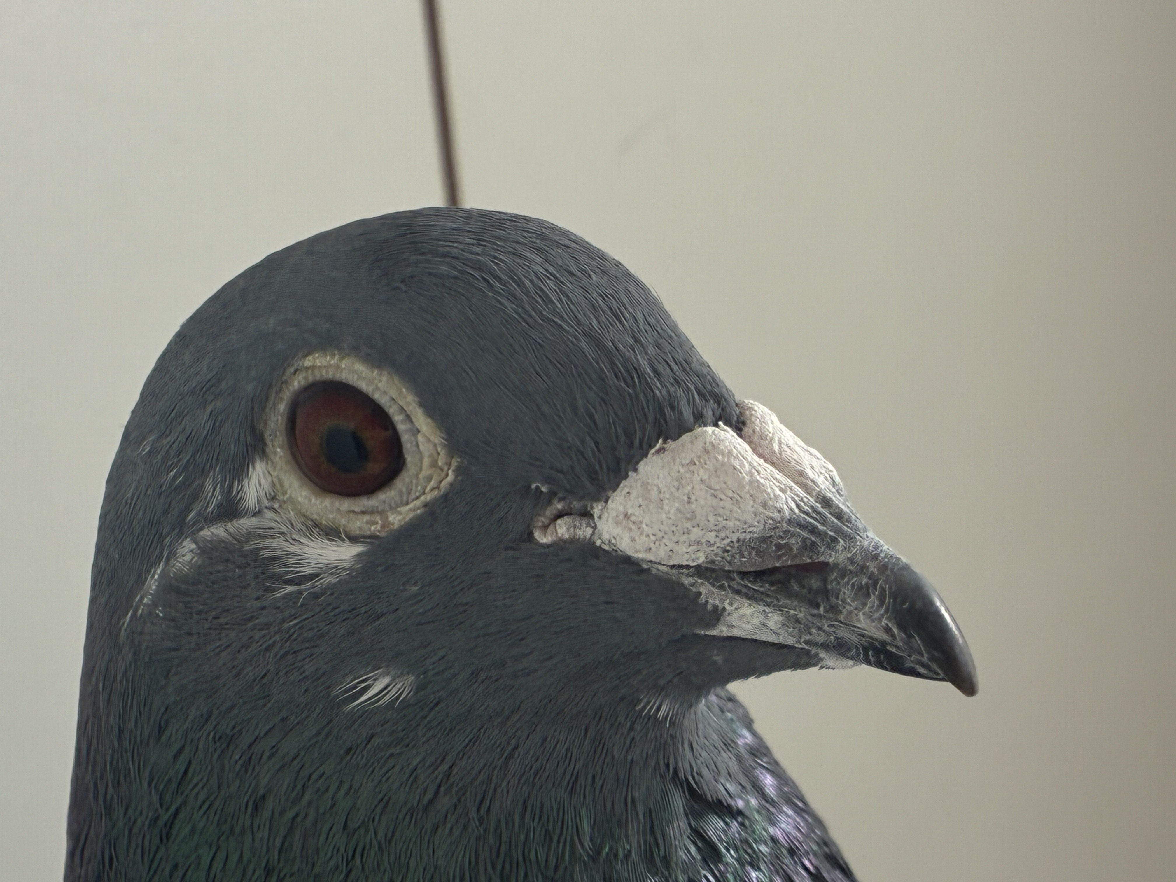 AU 23 ARPU 55994

TYSON/BLACK EVIL