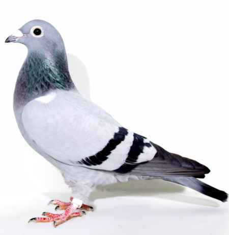 AU 22 SKY 47 BLUE BAR HEN