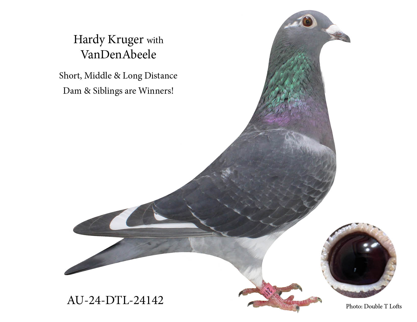 DTL-24142 Hardy Kruger & VanDenAbeele