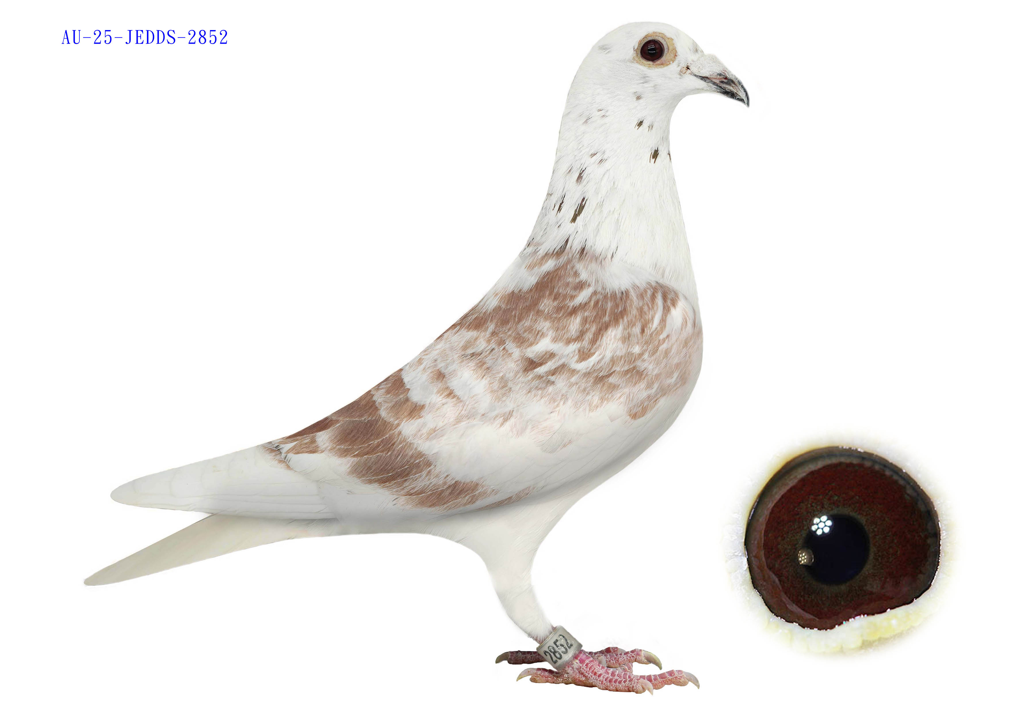 Preview Image 4
