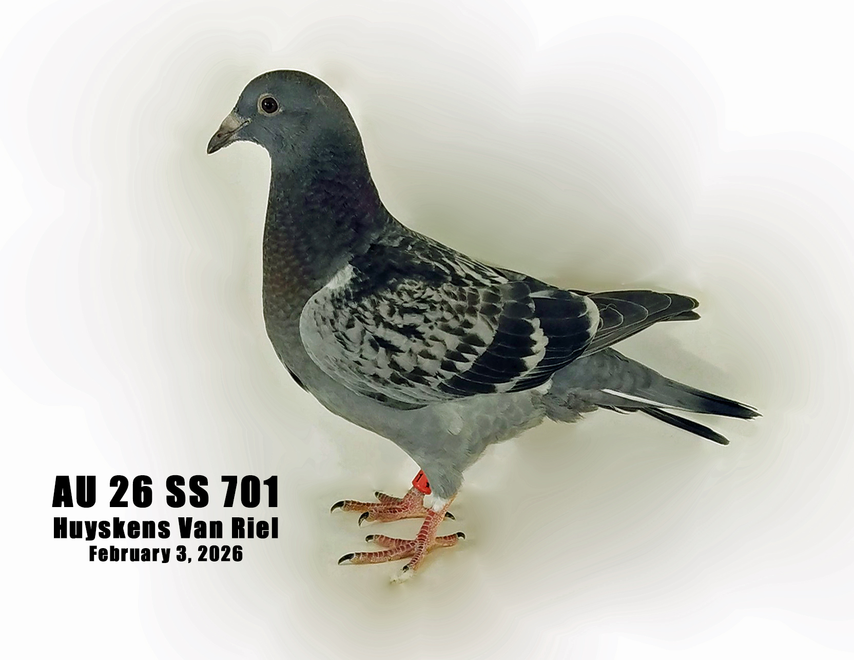 AU 26 SS 701 100% Huyskens Van Riel young bird