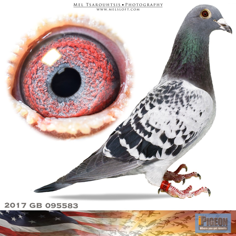 iPigeon.com - Racing Pigeon Auction