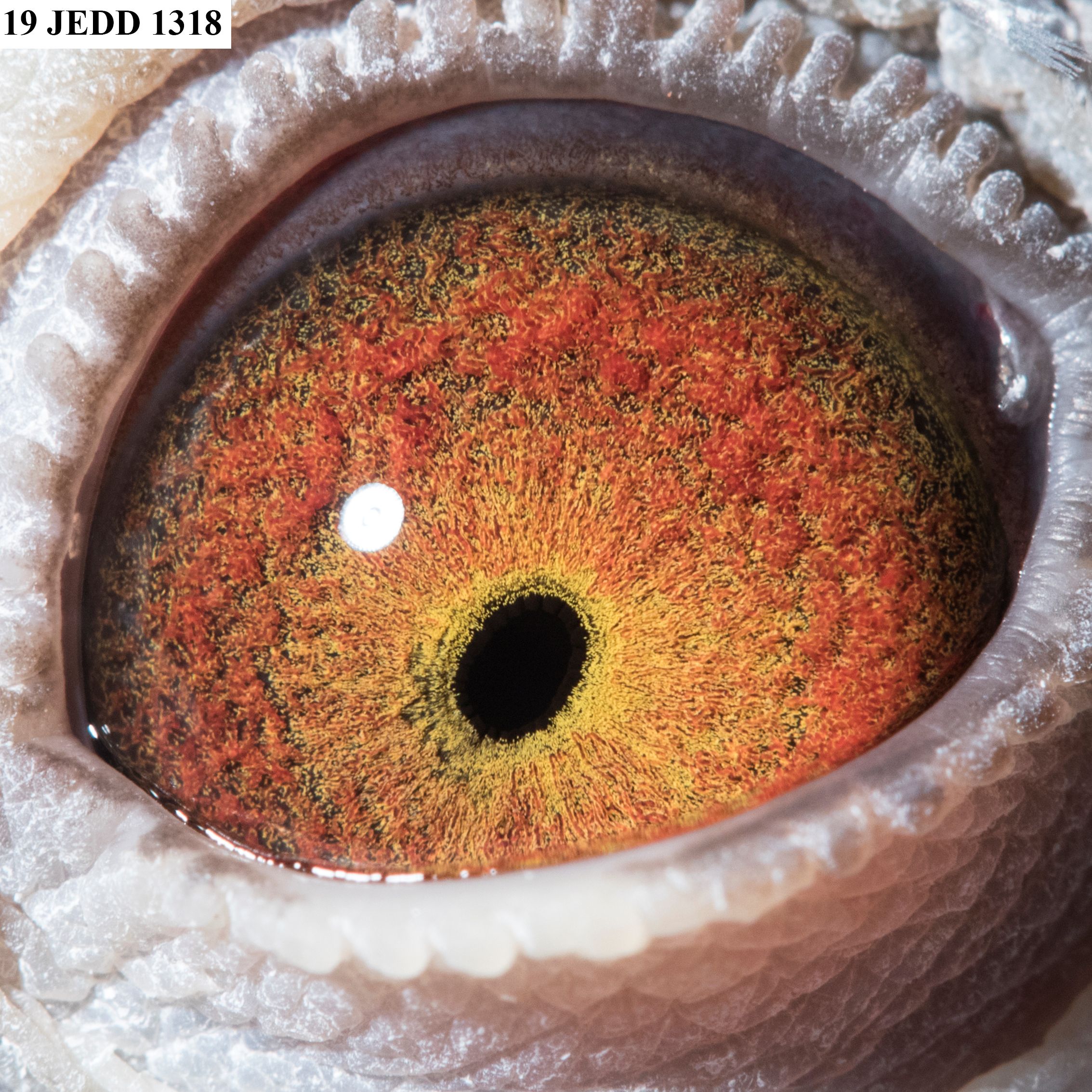 Preview Image 7